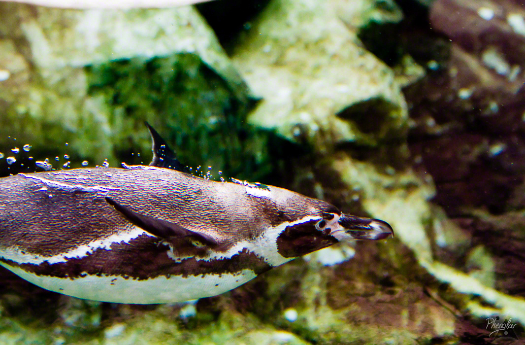 Magellanic penguin under water