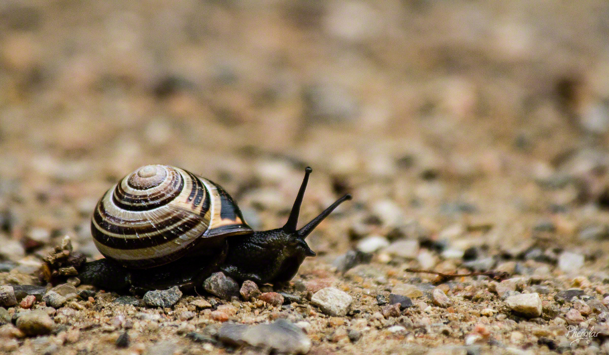 Snail on floor