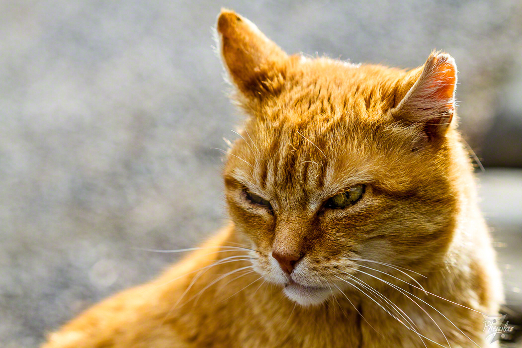 Photograph of a ginger cat