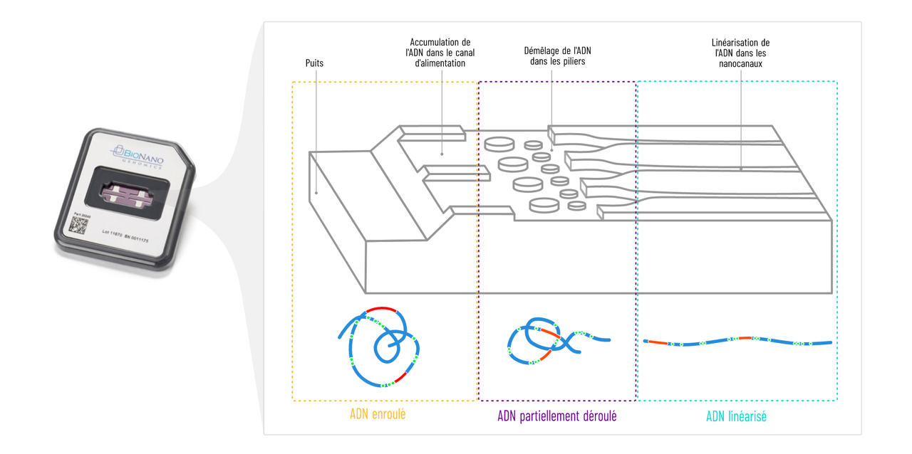 Pour étudier la réplication de l’ADN nous avons utilisé la technologie des nanocanaux.