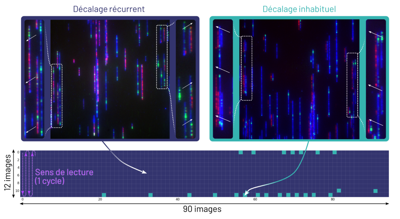 es fragments d’ADN sont imagés automatiquement et des anomalies ont été observé au moment de l’acquisition (décalages inhabituels)