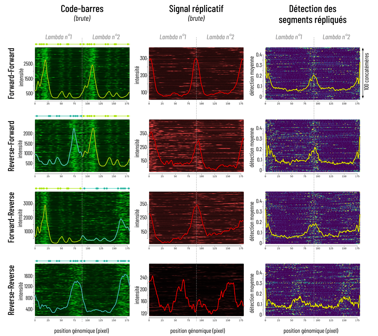 Sur cette figure, sont superposés les profils d’intensité de milliers de fragment d’ADN (lignes) et les profils extraits directement de l’image (arrière plan)