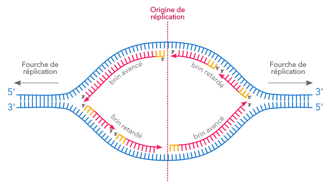 La réplication de l’ADN fait partie des processus biologiques complexes et cruciaux que nous cherchons toujours à décoder. Pour répliquer leur génome, les organismes eucaryotes utilisent de multiples sites d’initiation appelés origine de réplication, illustrée ici.