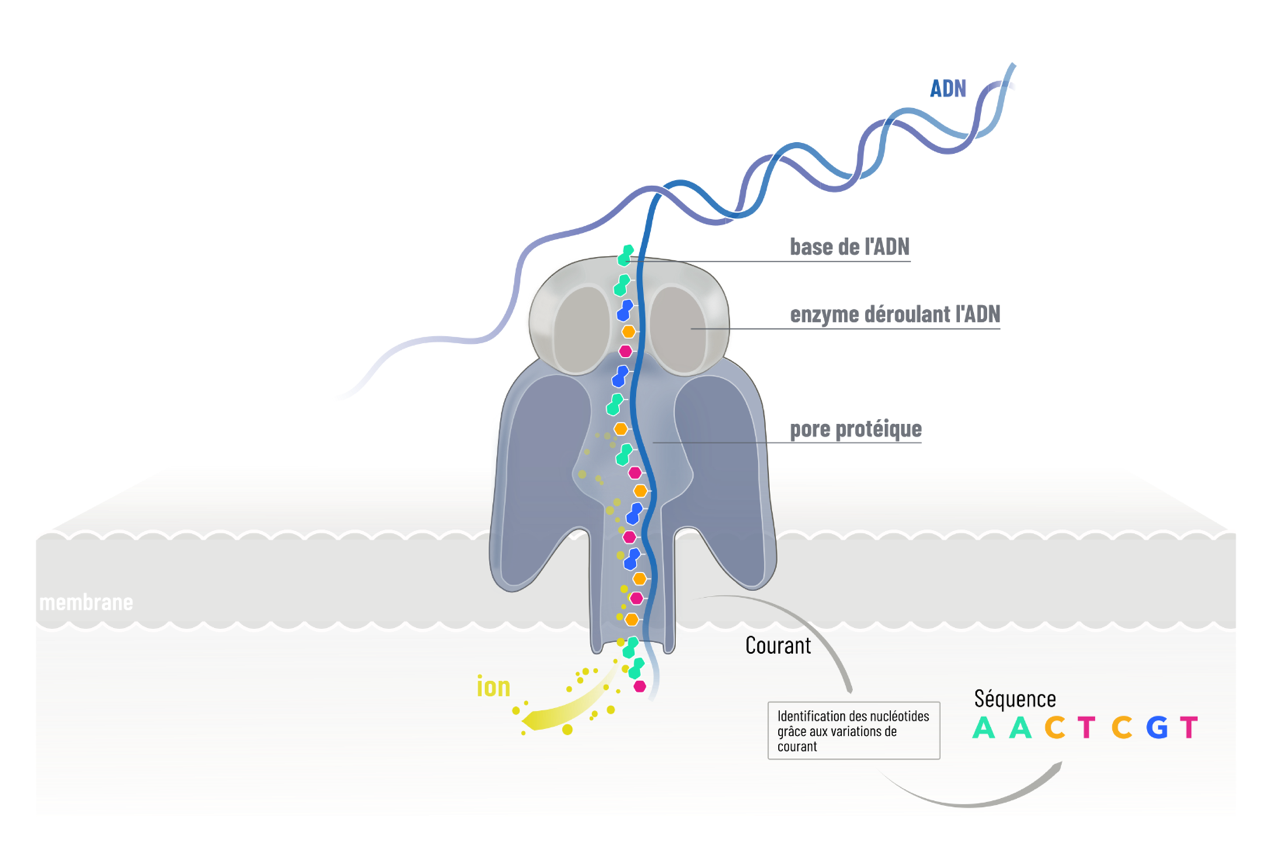 Une autre technologie permet également d’étudier la réplication de l’ADN : les nanopores.