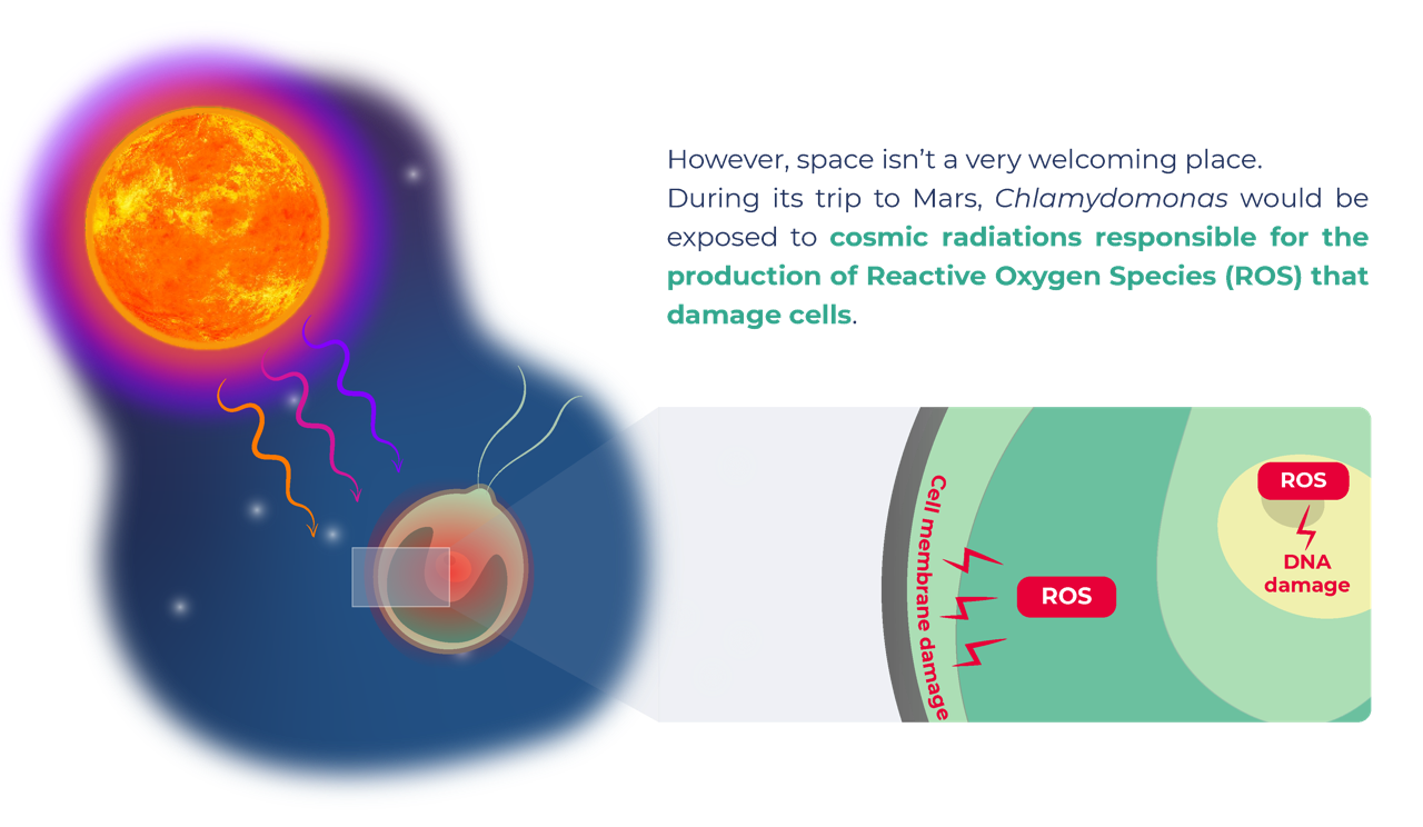 Cependant, durant le voyage, Chlamydomonas serait exposée aux radiations produisant des espèces réactives de l’oxygène (ROS) l’endommageant.
