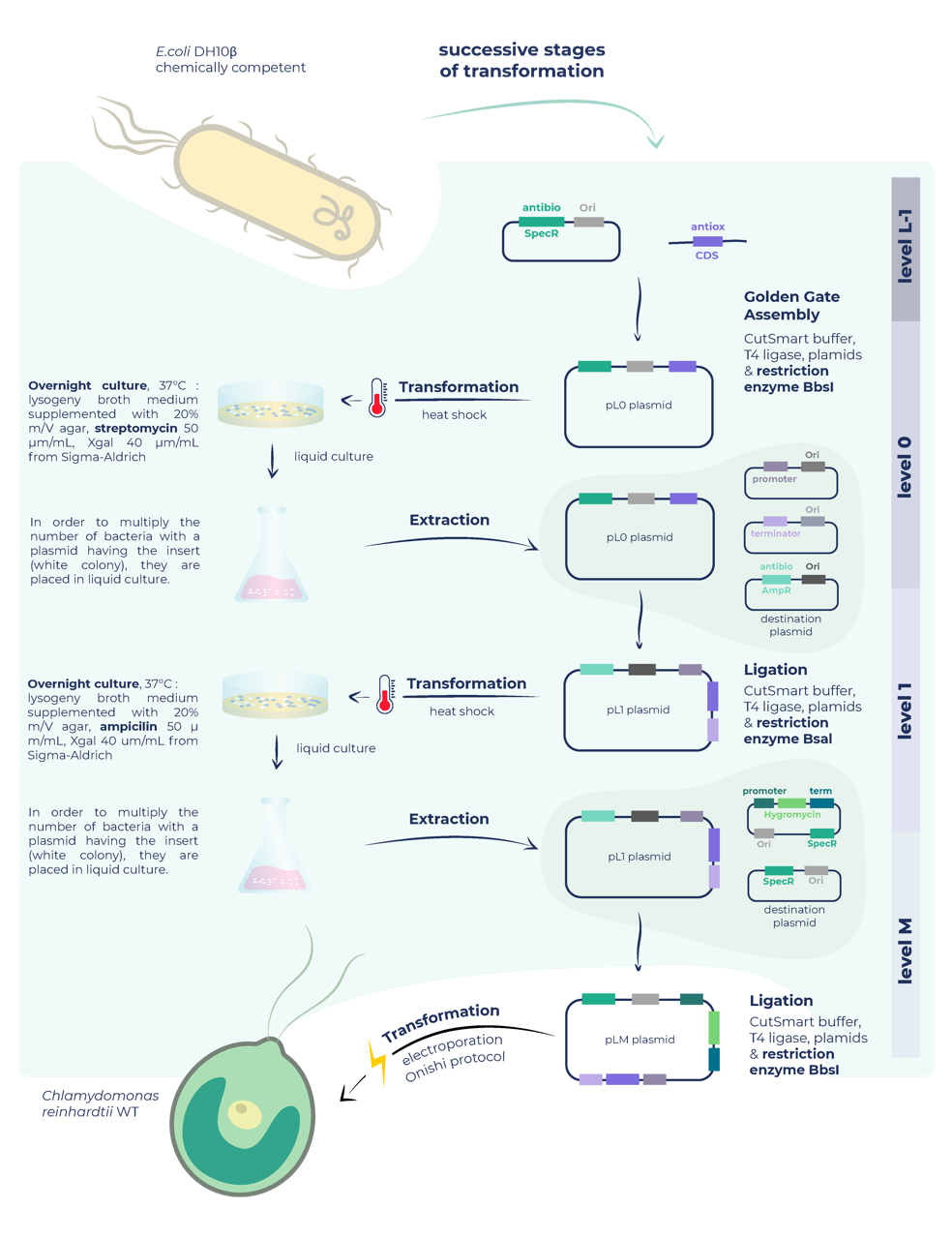 Ci-contre vous pouvez voir les étapes successives du processus de transformation dans le but d’introduire le gène d’intérêt