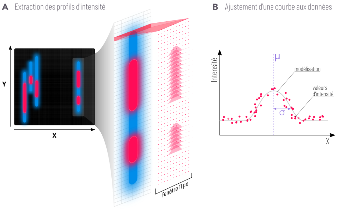 Sur ces figures nous pouvons voir comment les valeurs de pixels sont extraites de l’image (profils d’intensité) et comment il est possible d’ajuster une courbe sur ces données.