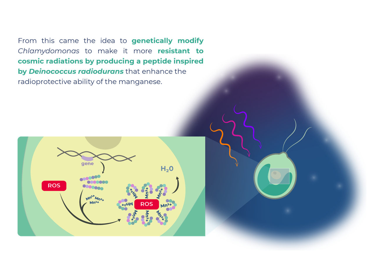 L’équipe va donc tenter de modifier génétiquement cette micro-algue afin que cette dernière devienne résistante aux radiations.