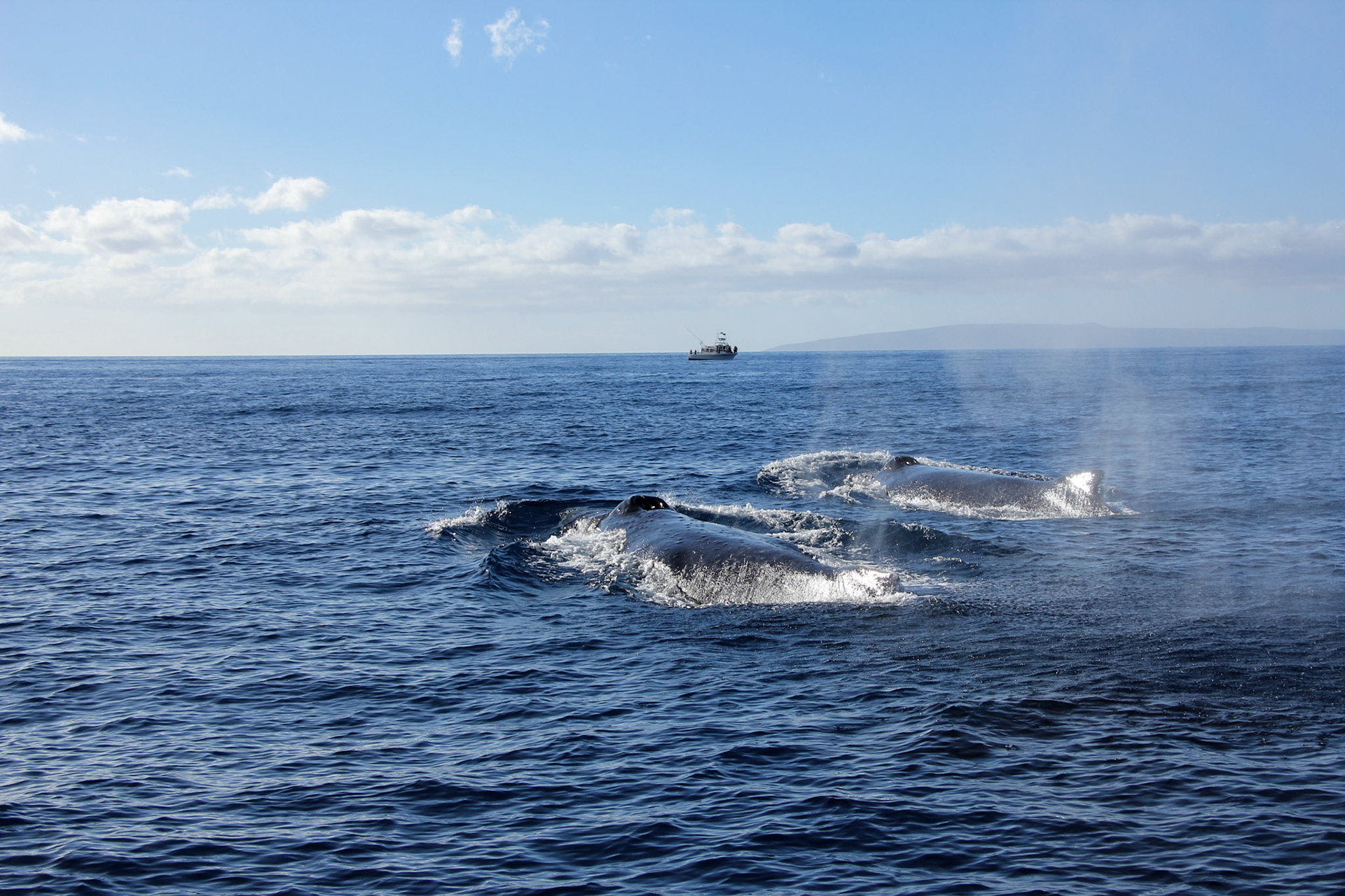 2 male humpbacks