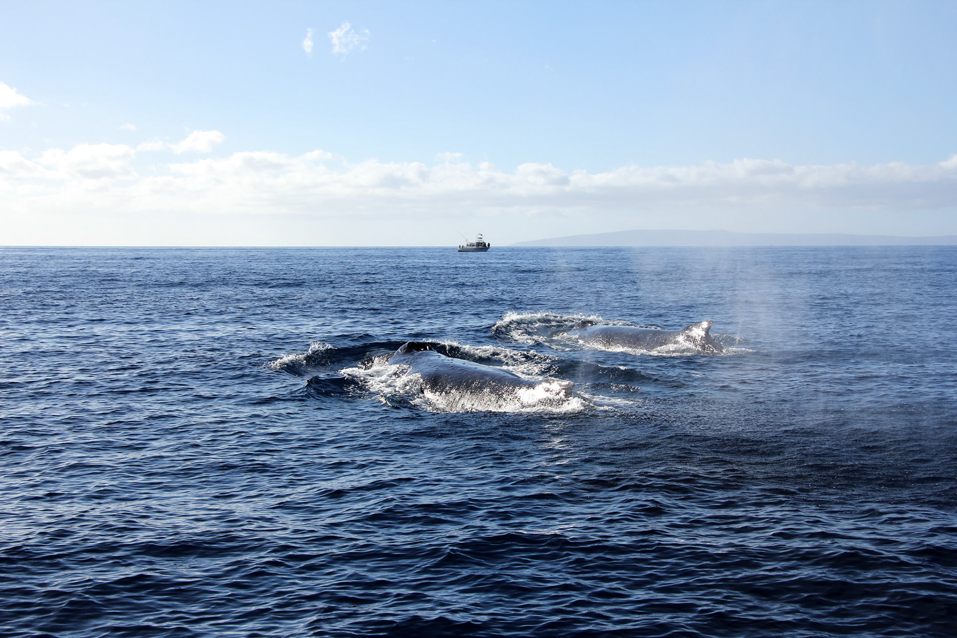 2 male humpbacks