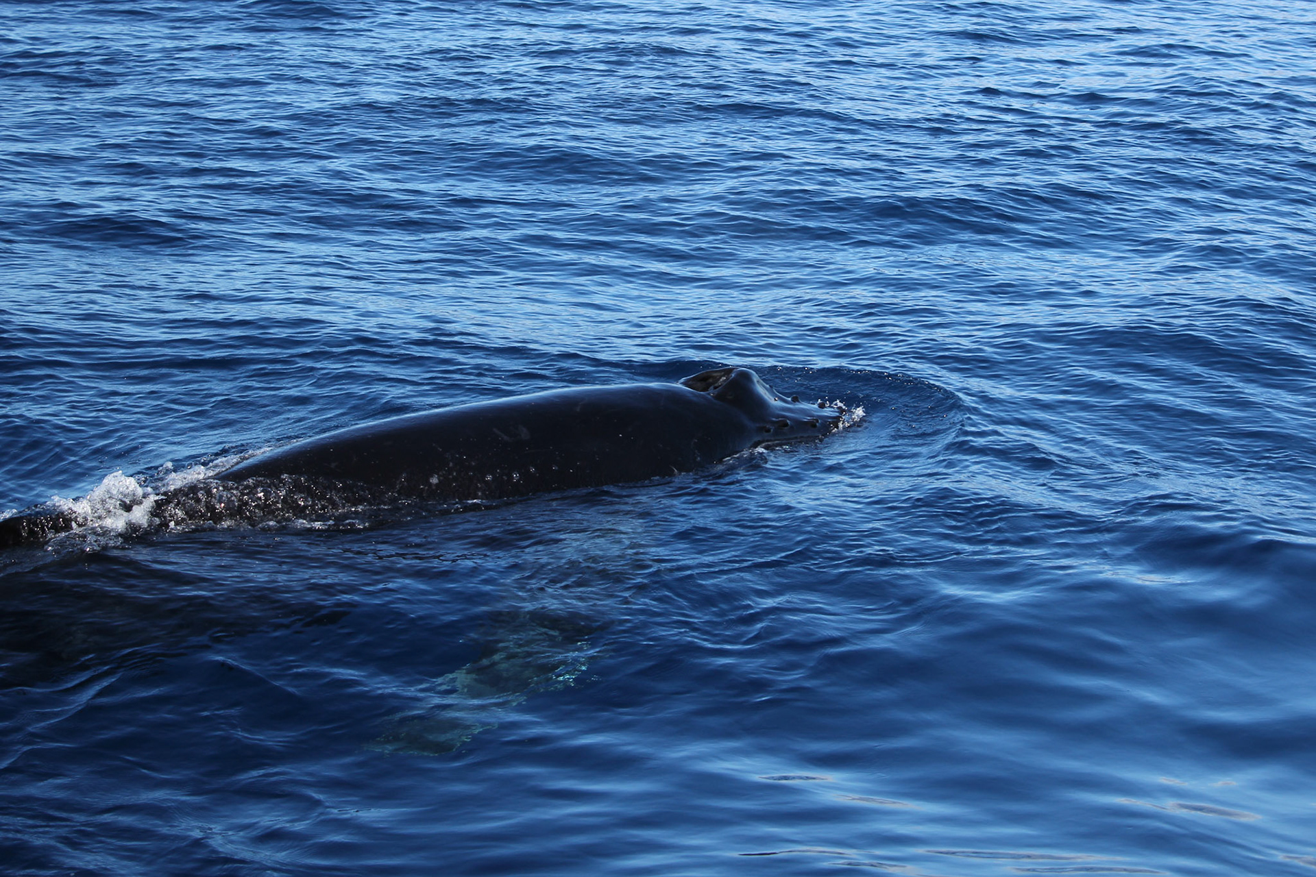 Baby Humpback