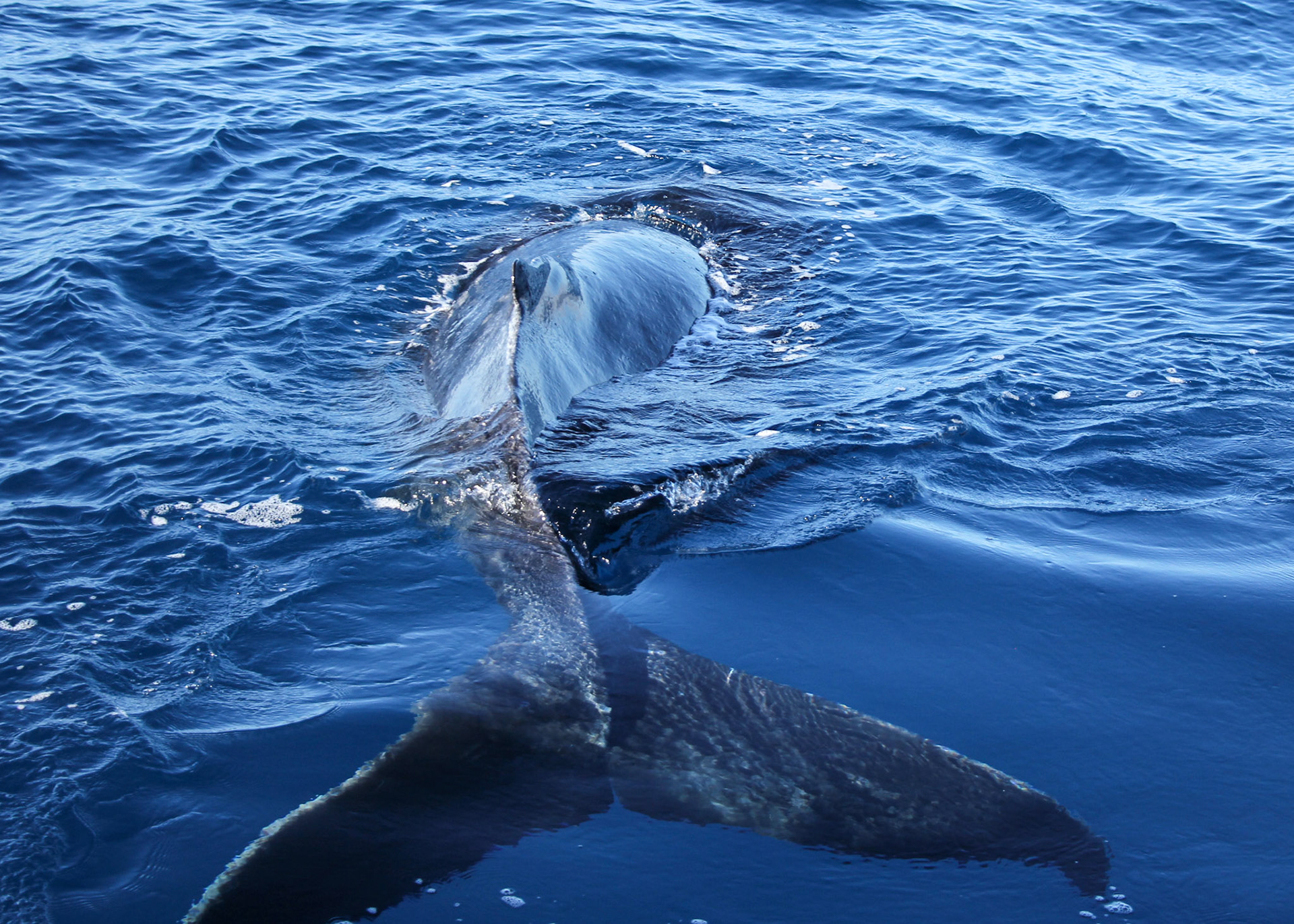 Baby Humpback