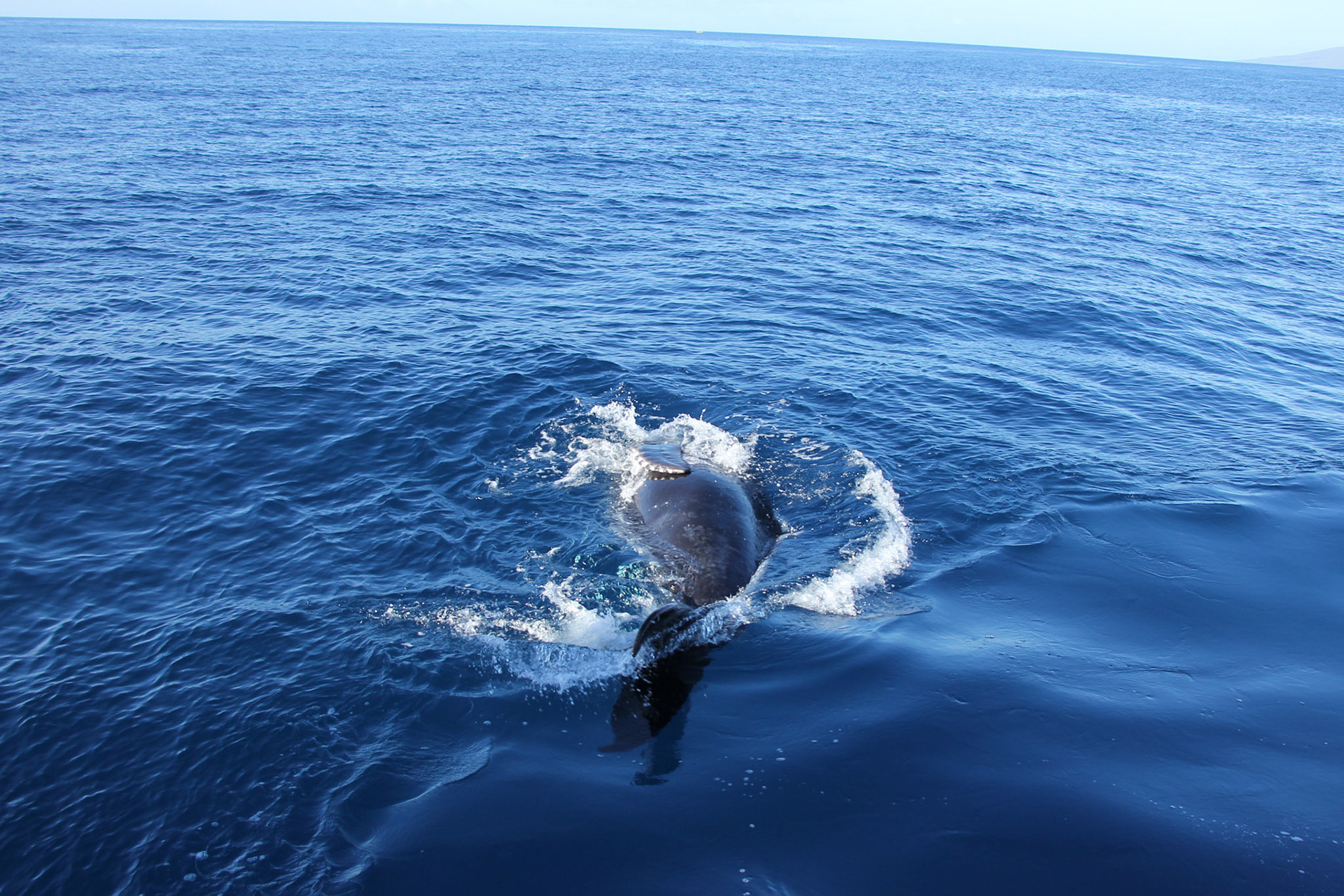 Baby Humpback