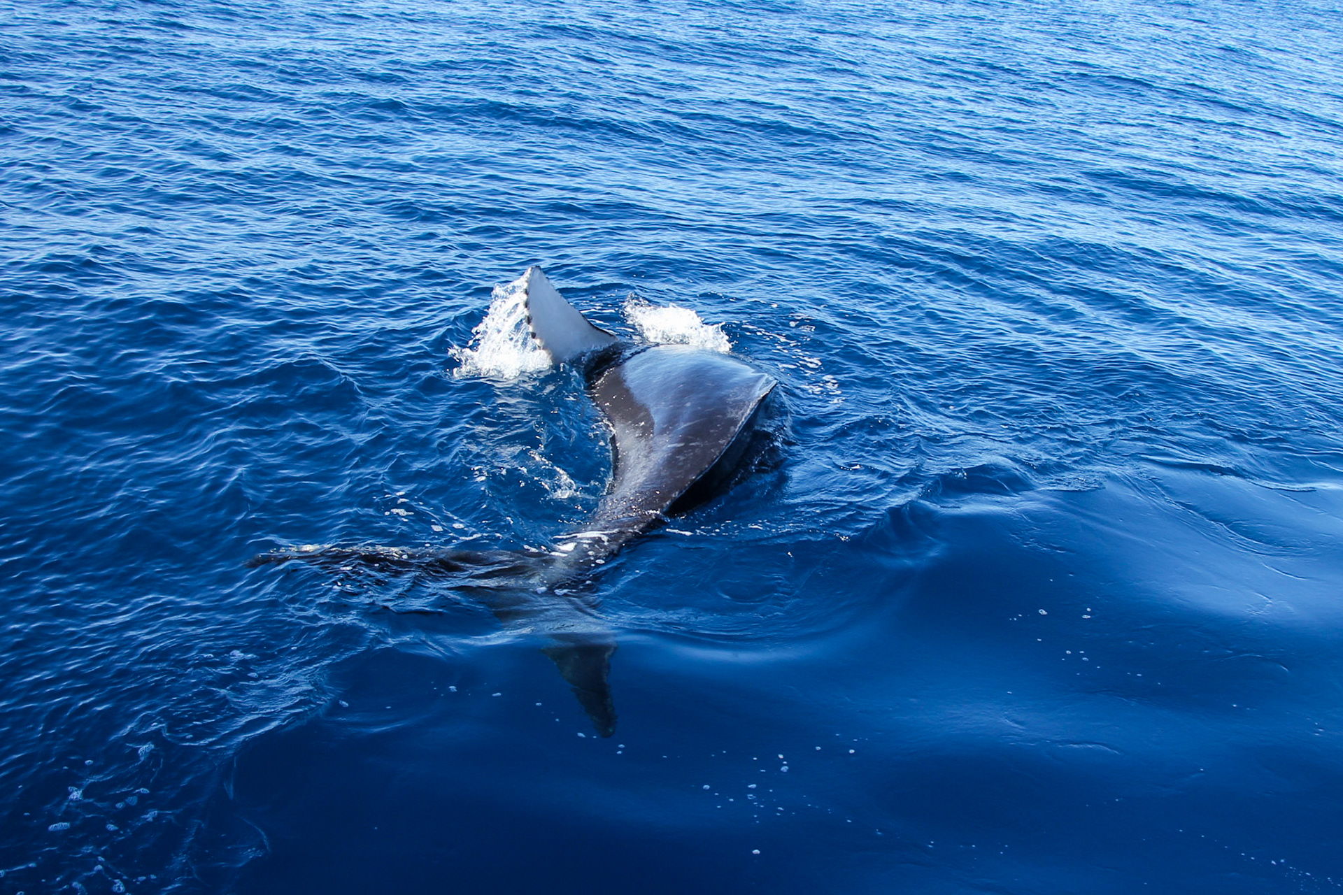 Baby Humpback