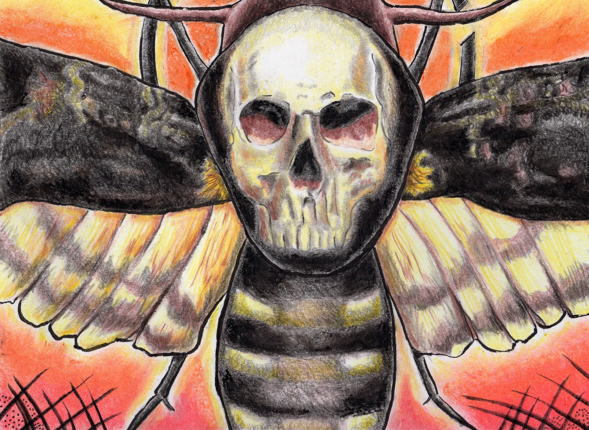 Death's Head Hawk Moth - Mixed Media (Colored pencil, ink, oil pastel) - 2025