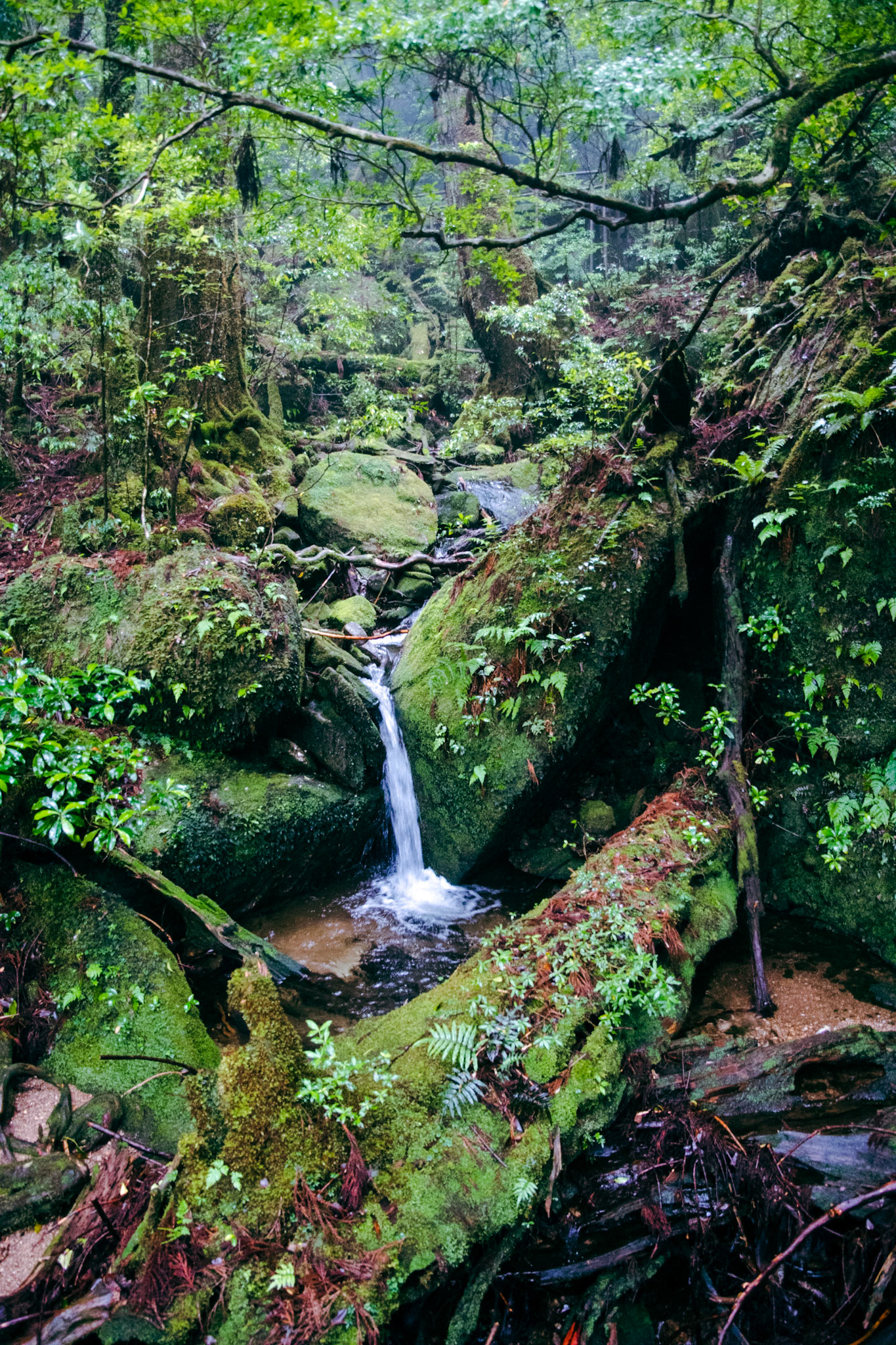 Yakusugi, Yakushima, Summer `21