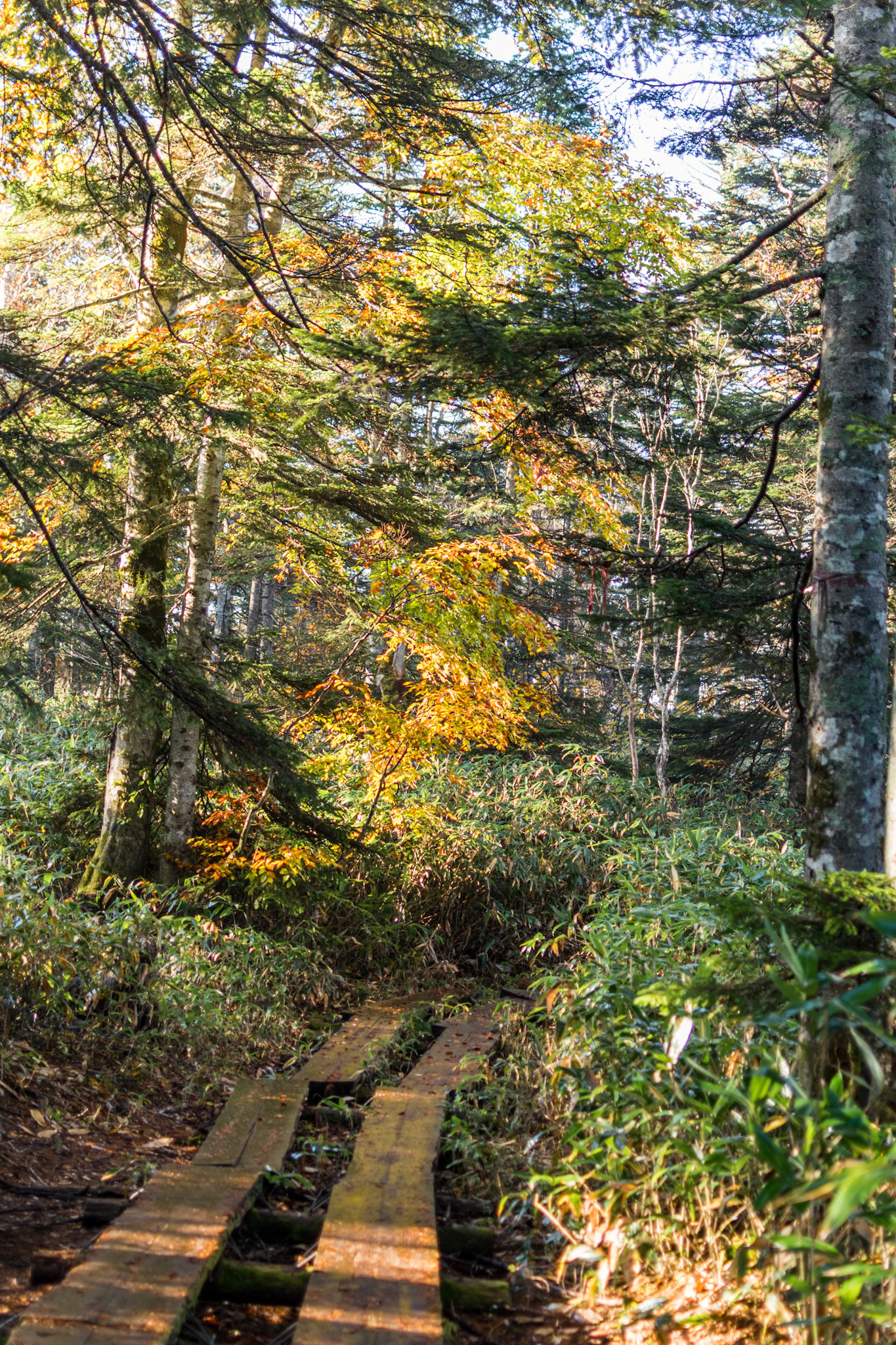 Trail in Oze, Autumn `21
