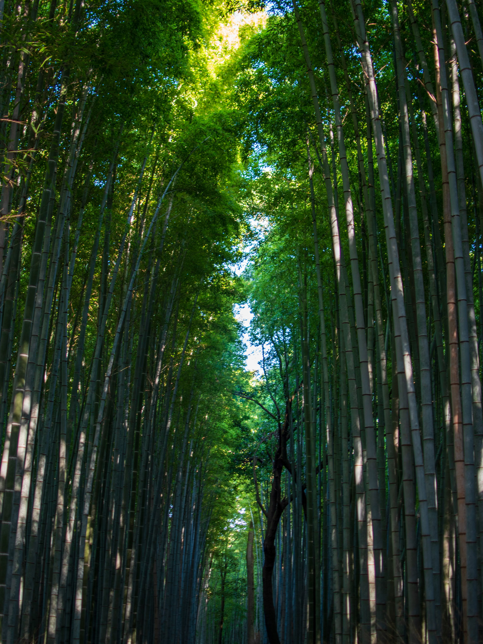 Arashiyama's bamboo forest