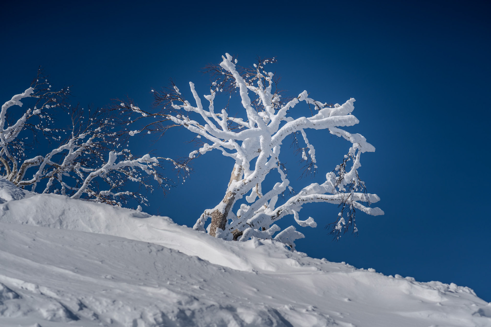 Frozen tree, Furano, Hokkaido, Winter `24