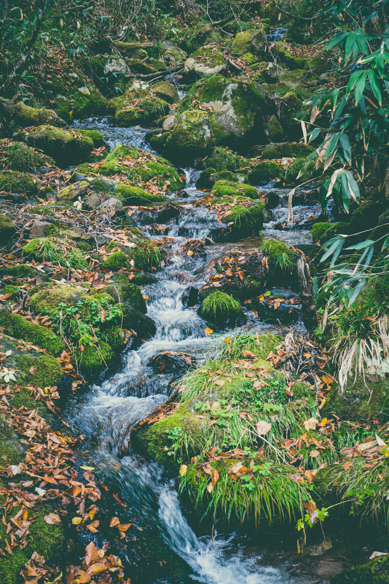 River, Oze, Autumn `21