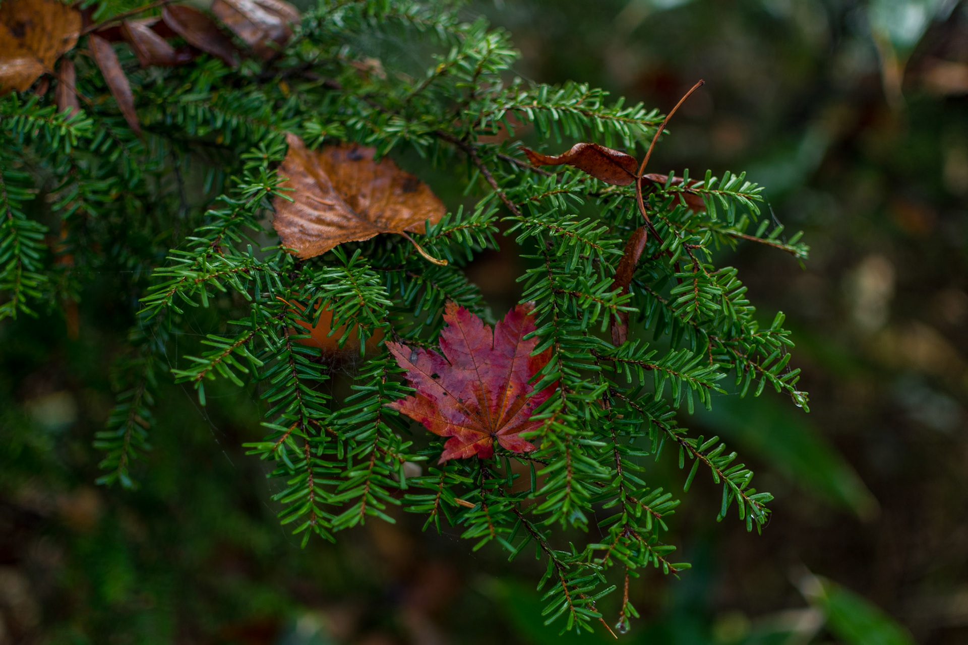 Koyo's coloured leaves, Autumn `21