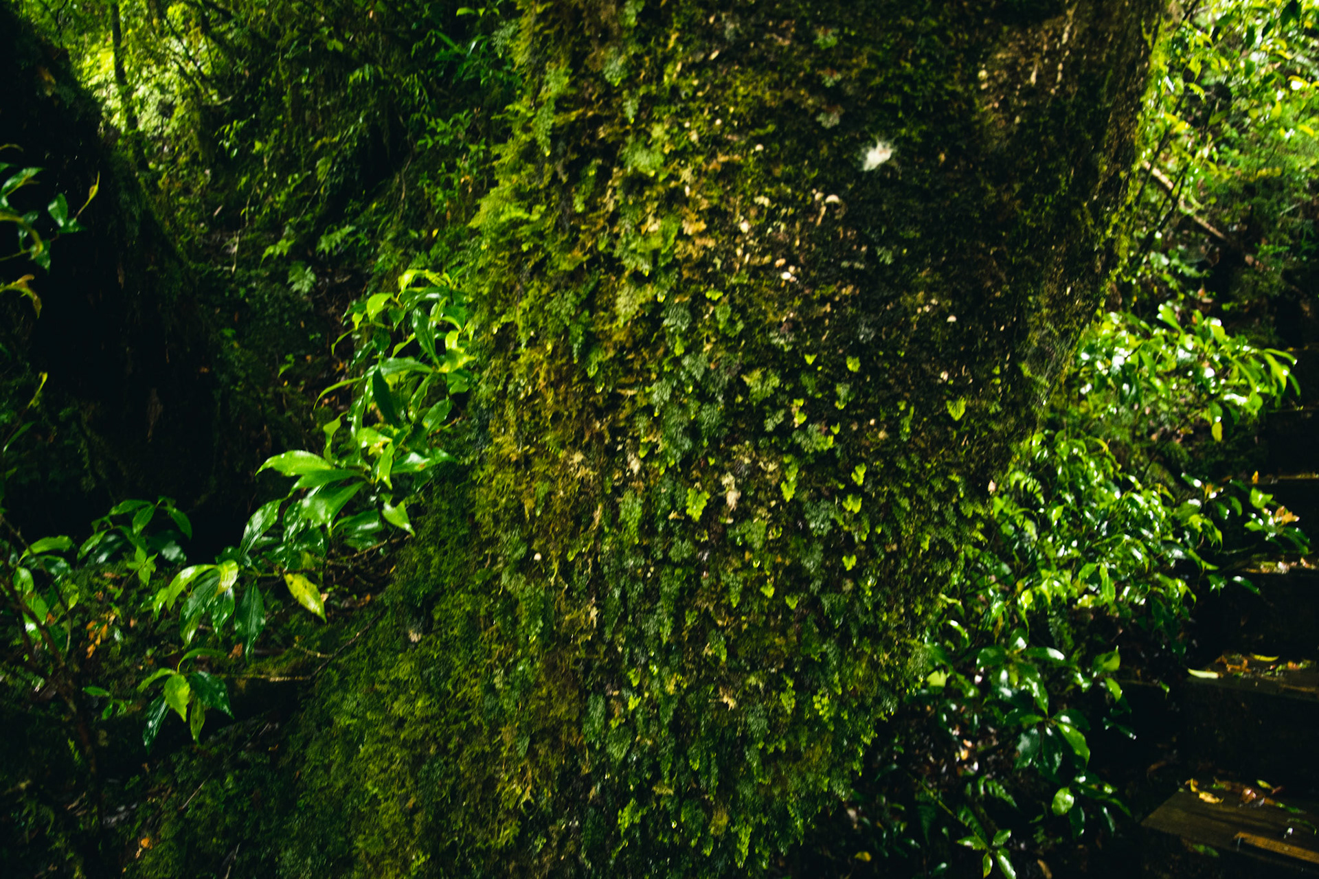 Yakusugi, Yakushima, Summer `21