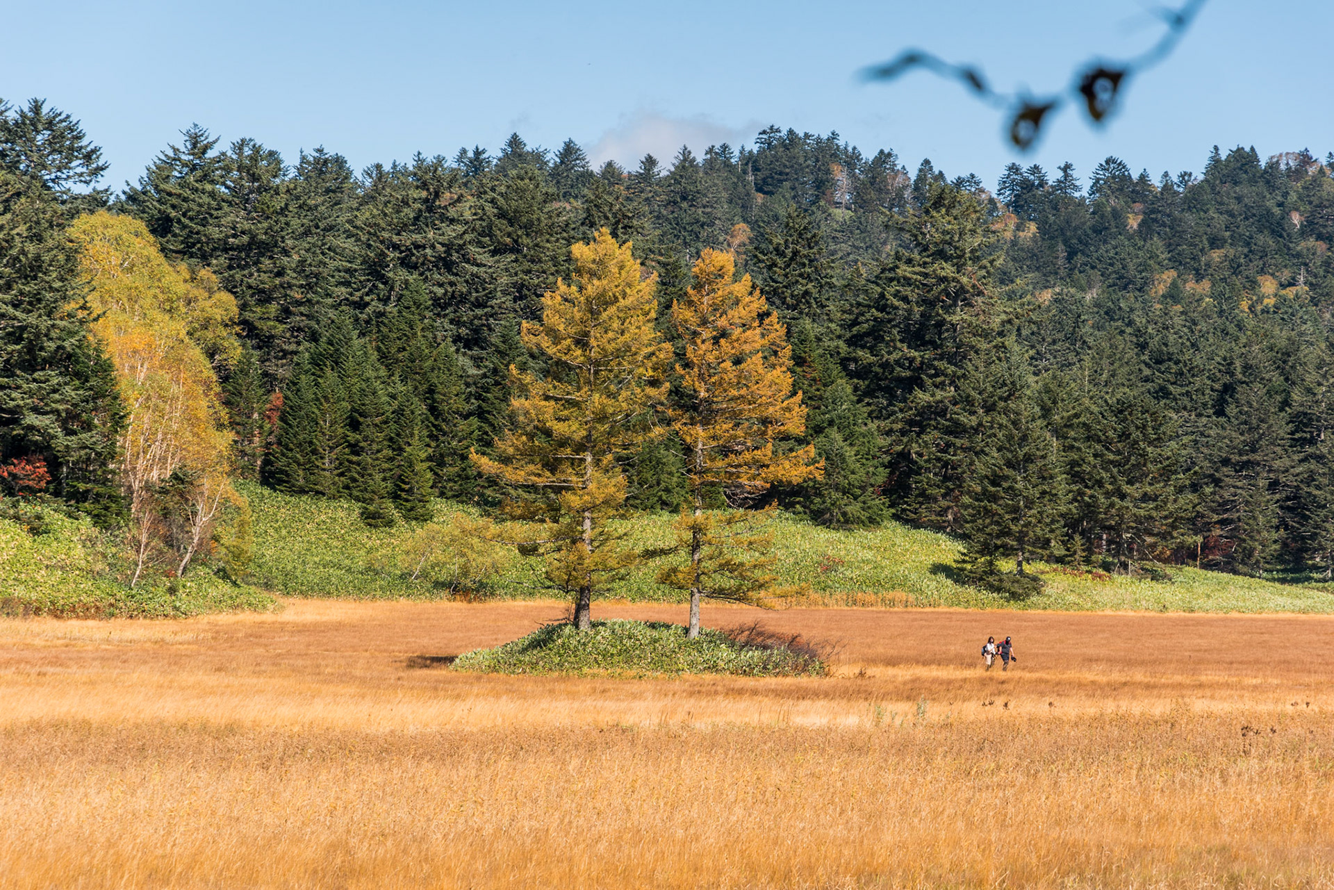 Twin trees, Oze, Autumn `21