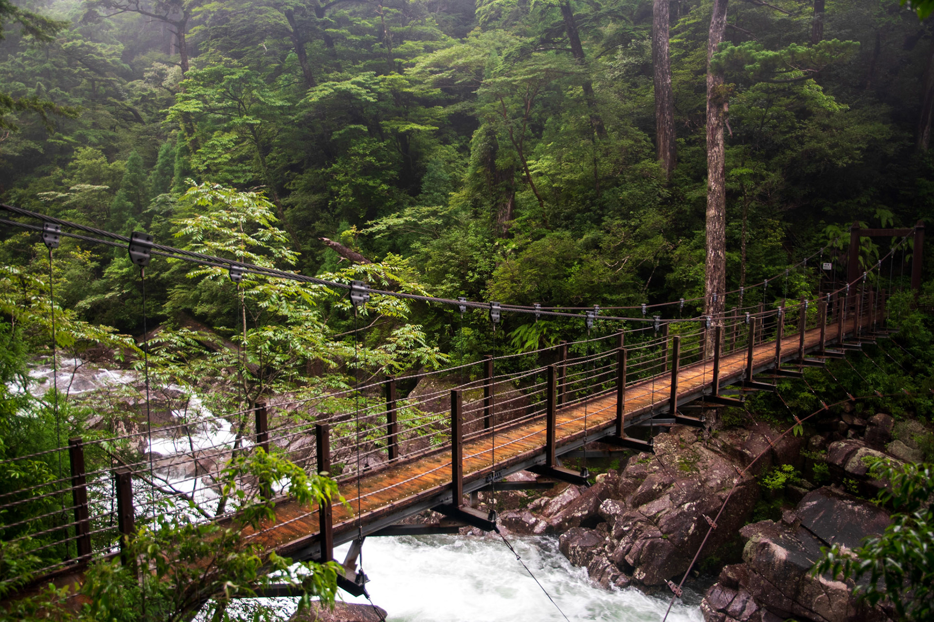 Yakusugi, Yakushima, Summer `21