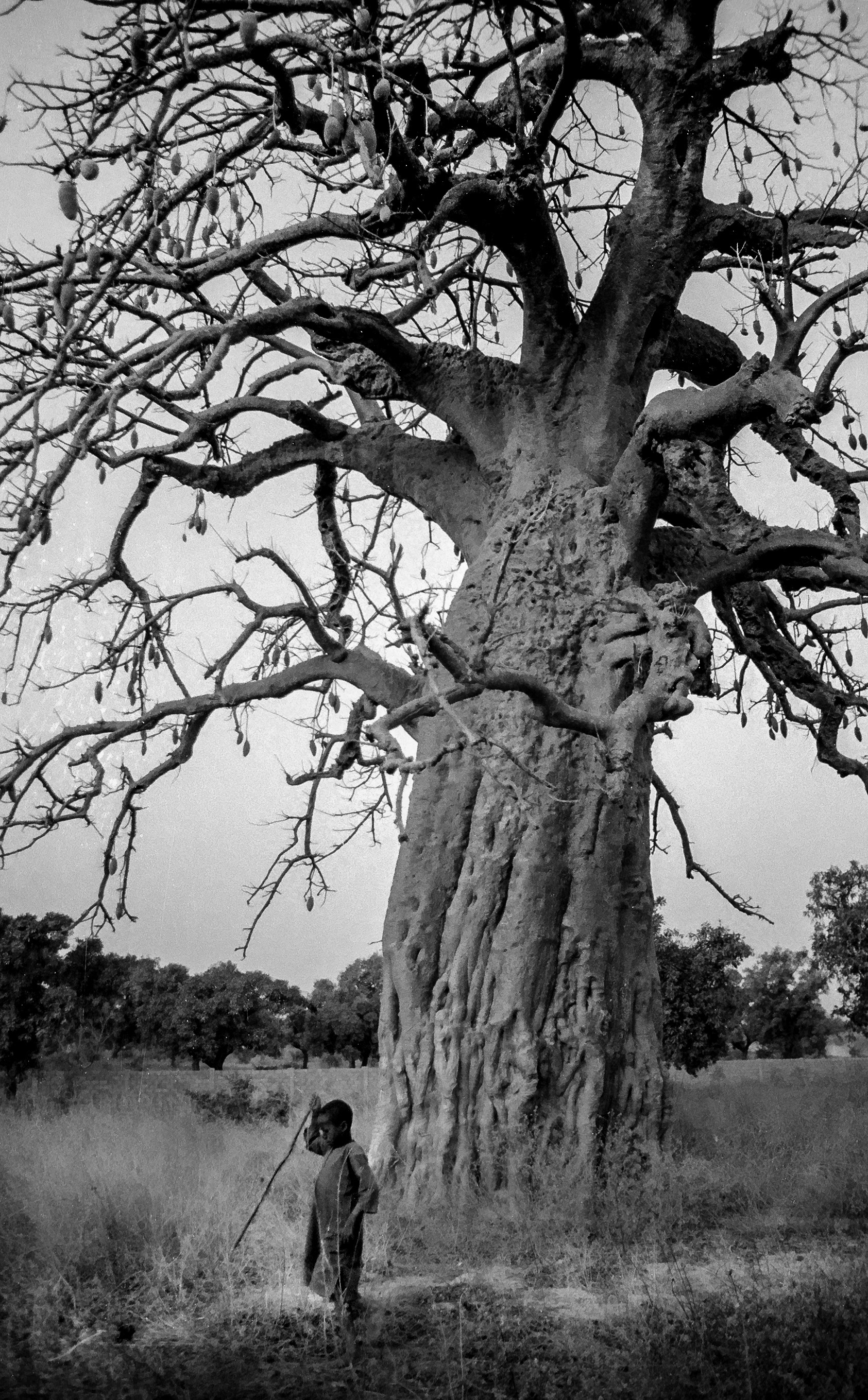 Baobab in Goanghin, Burkina Faso 1995
