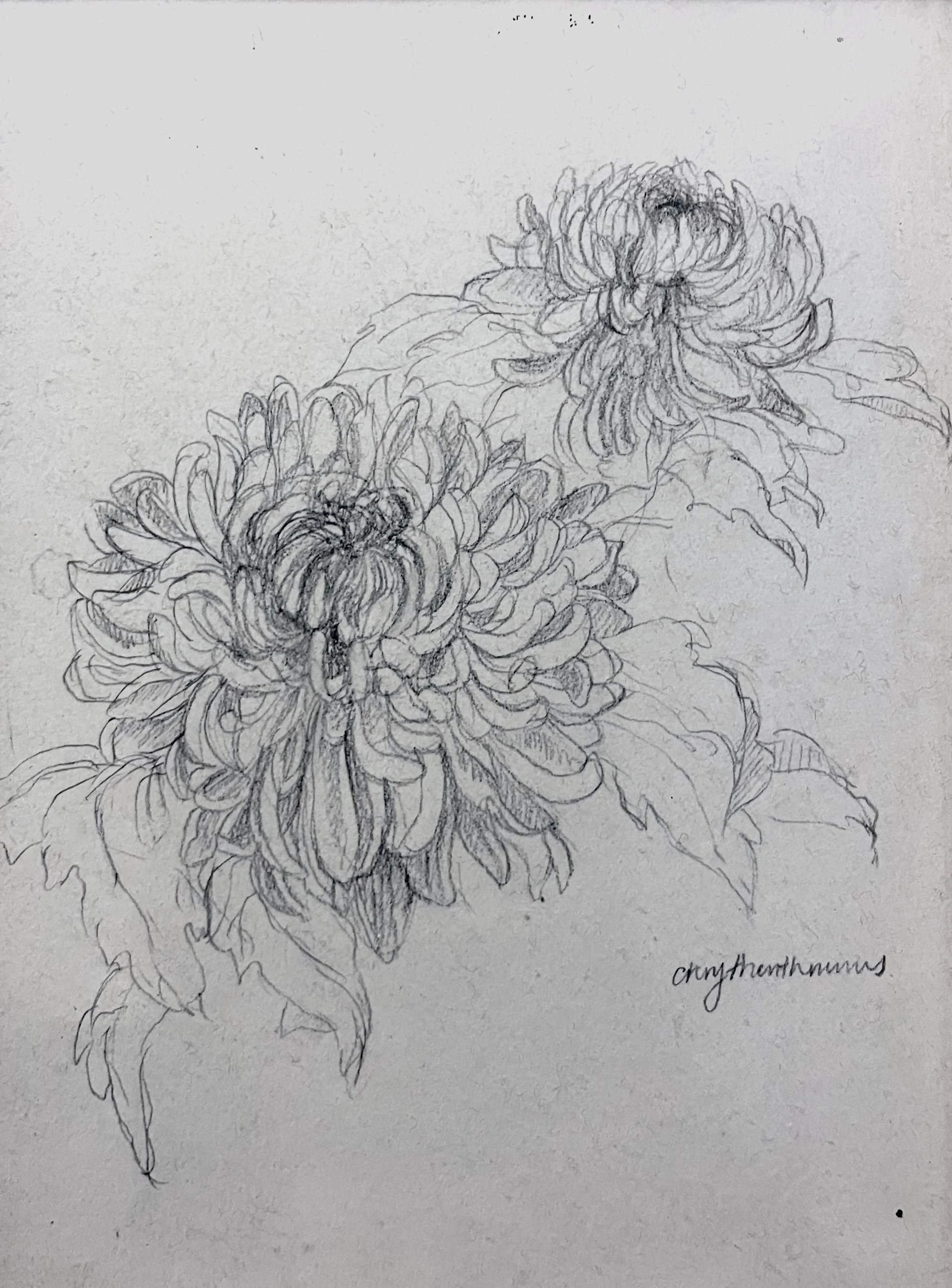Chrysanthemums. Graphite on paper. 6in x 8.5in