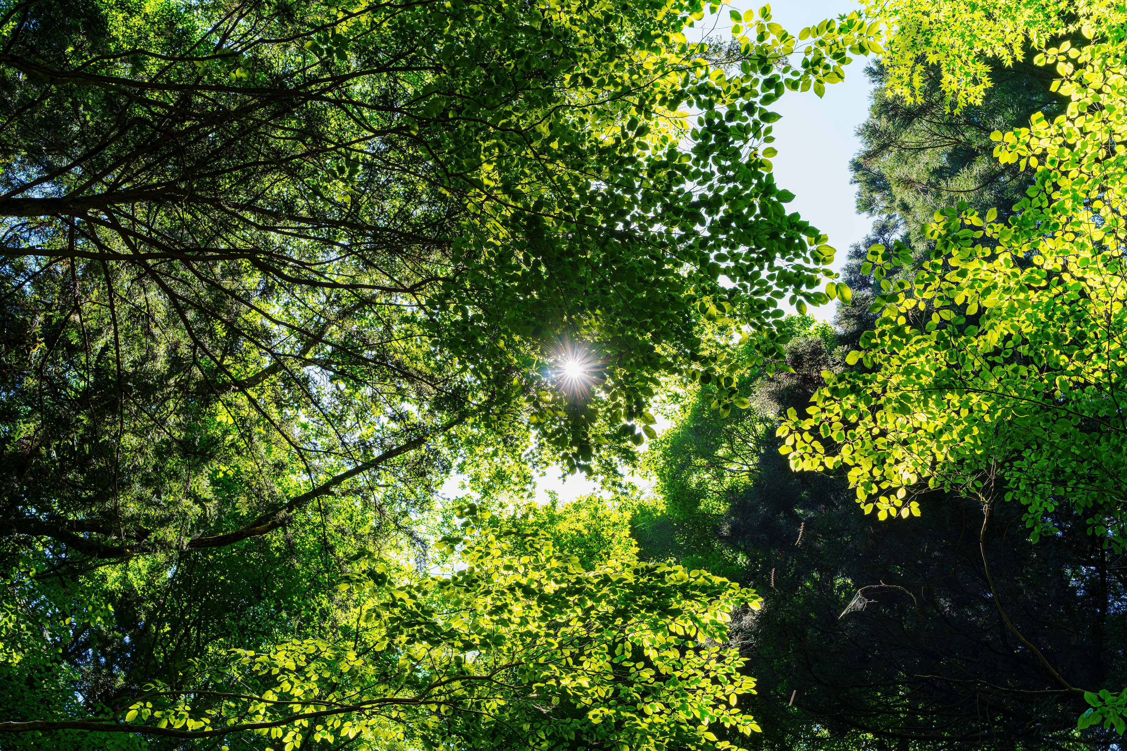 木々の間から入る陽の光が、新緑を照らし緑色の光を注ぐ。6月初旬だけど夏を感じる陽射し。これから緑が美しい季節になる。 06/05/2025　不動滝