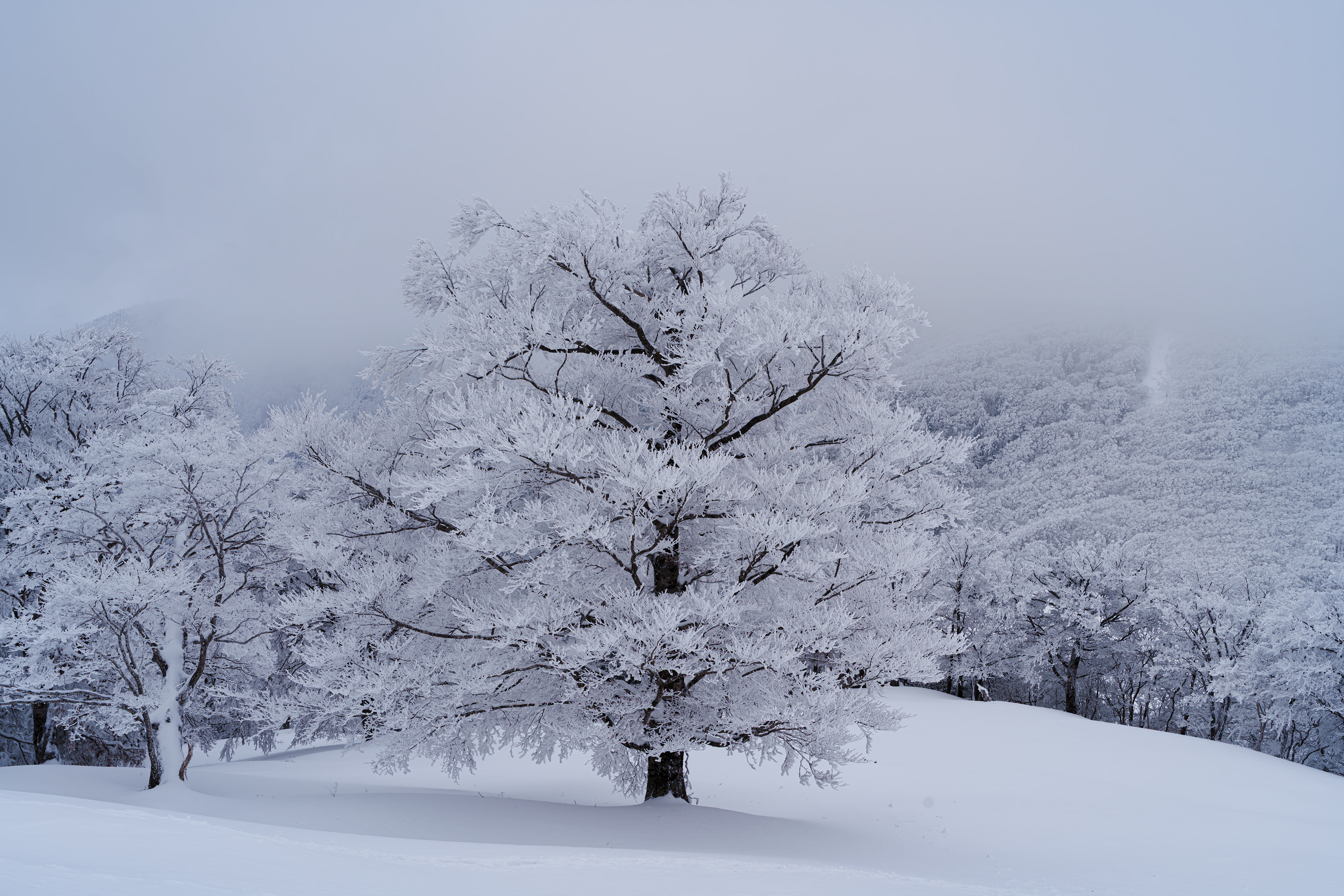 本年度初の雪山は明神平。昨年12月から大雪が降り近年にはない雪の豊富な年。大山や兵庫の山に向かう計画をしていたが、出発日の天候が優れない。近郊の奈良の山に変更。当日の予報では朝から天候回復だったので朝陽を撮影を視野に入れて早朝から登る事に。3時頃から出発、予想以上に積雪があり膝上のラッセルをしながら登った。明神平に着くと風雪、近くの小屋を風除けにしてスコップで穴を掘り休憩。勿論、朝陽も見れず9時頃から明神岳に向かった。終始天気は曇天だったけど、こんなに雪の多い奈良の山は初めてで楽しかった。 01/16/2025　明神平