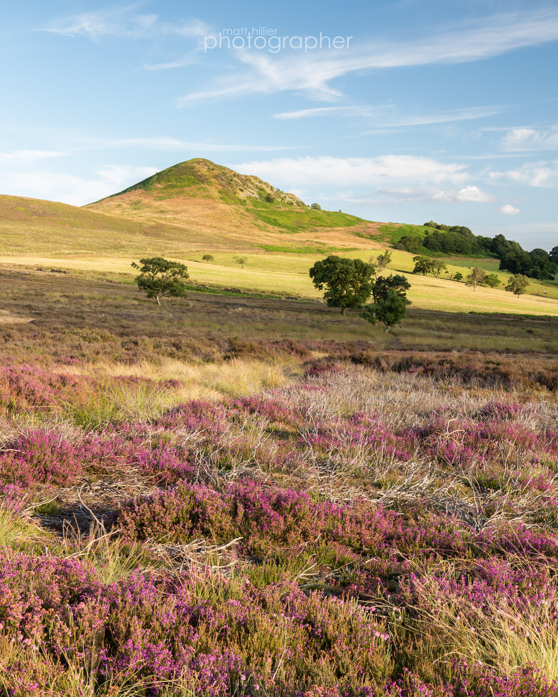Early Heather, Hawnby Hill