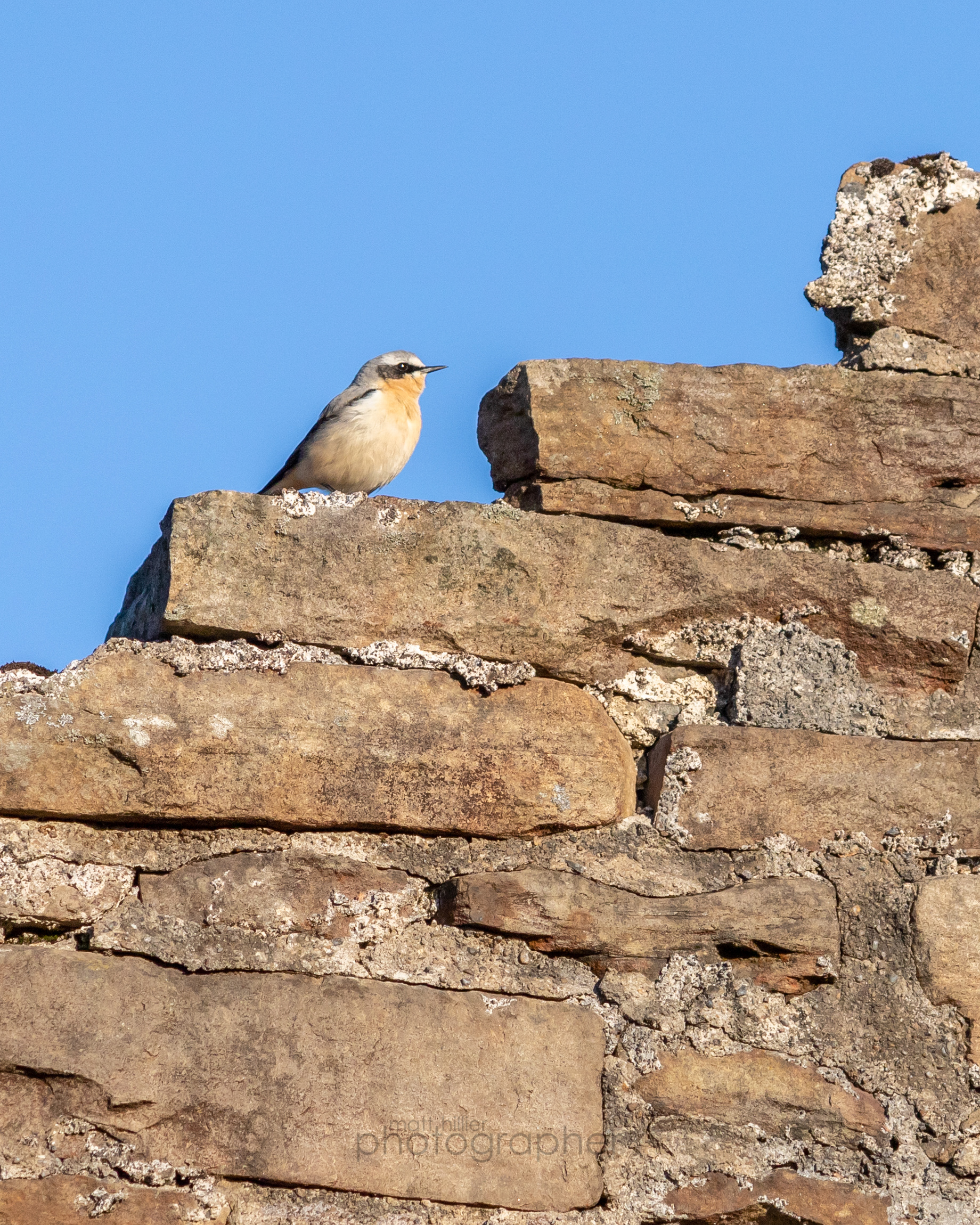 White Arse (Wheatear)