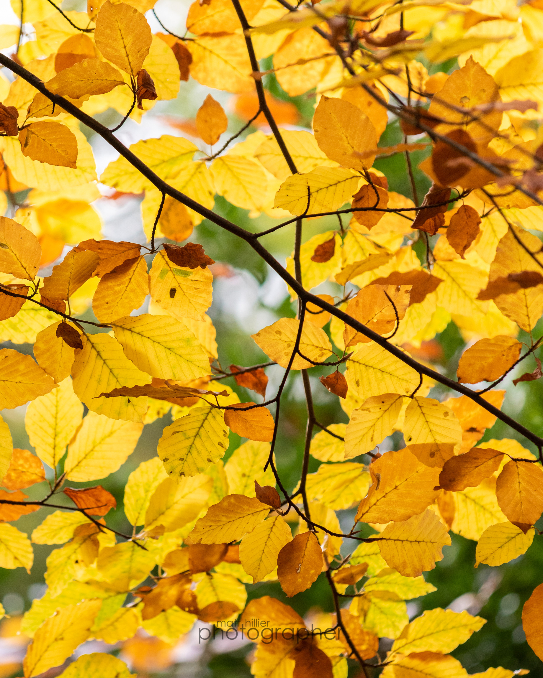 Autumn Colour Swatch