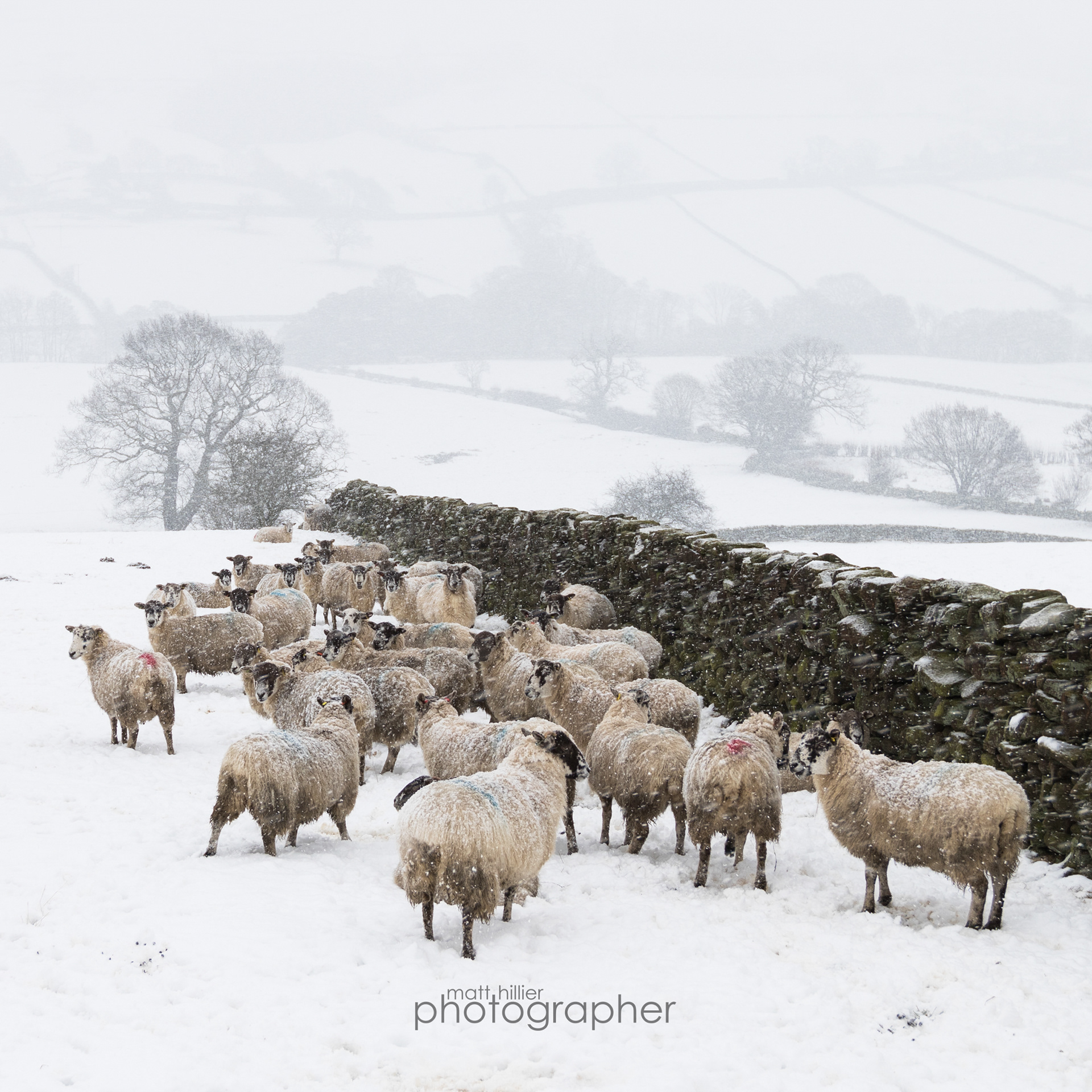Sheltering From the Blizzard, Farndale