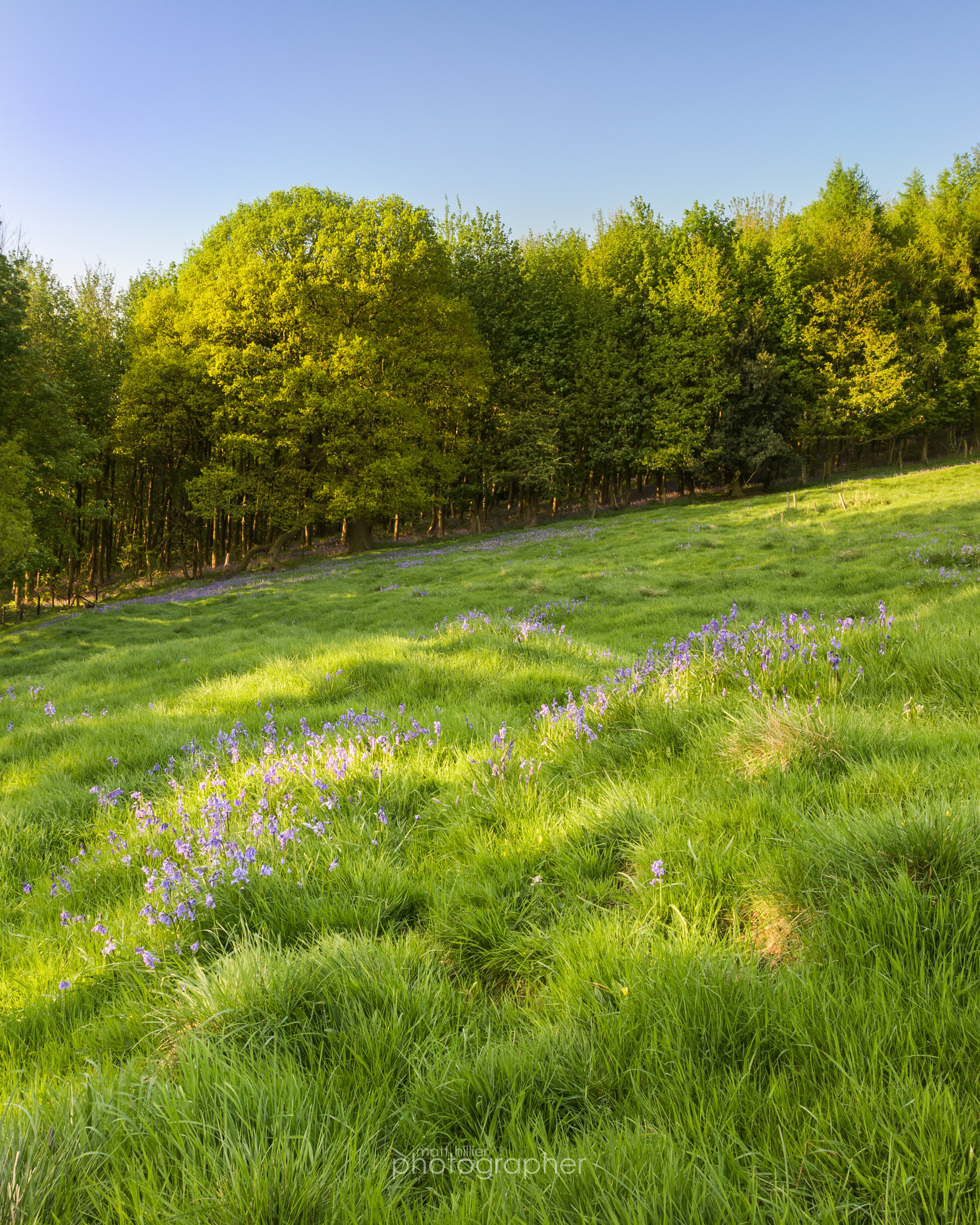 Bluebells on the Banks of Howsham Wood