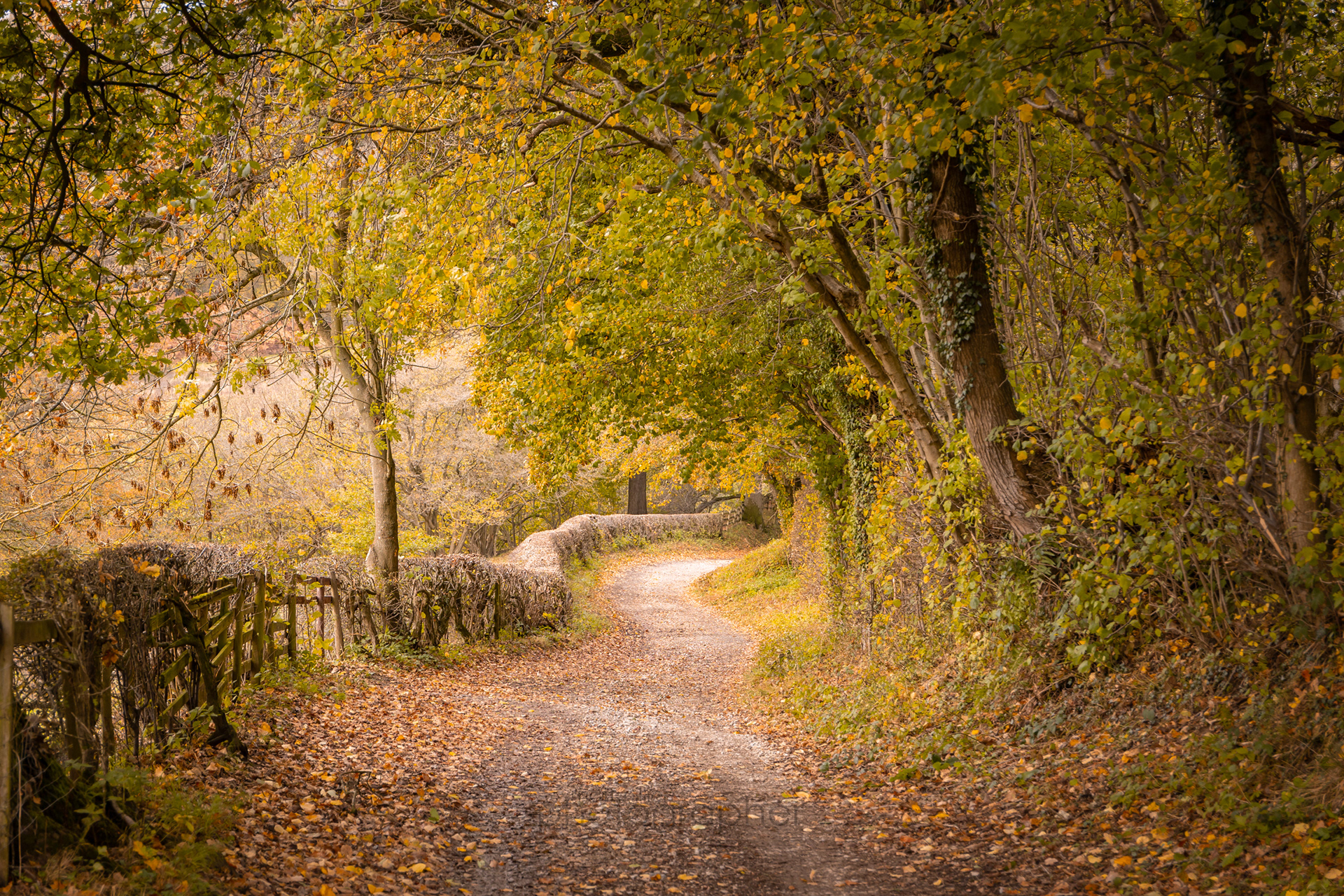 Autumn Track, Rievaulx