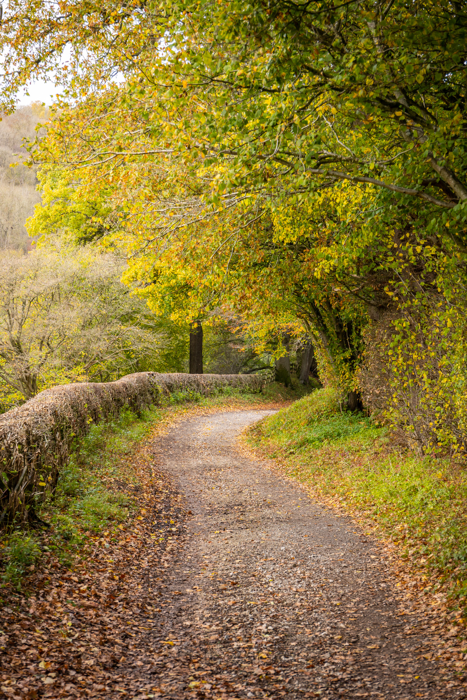 Rievaulx Lane in Autumn