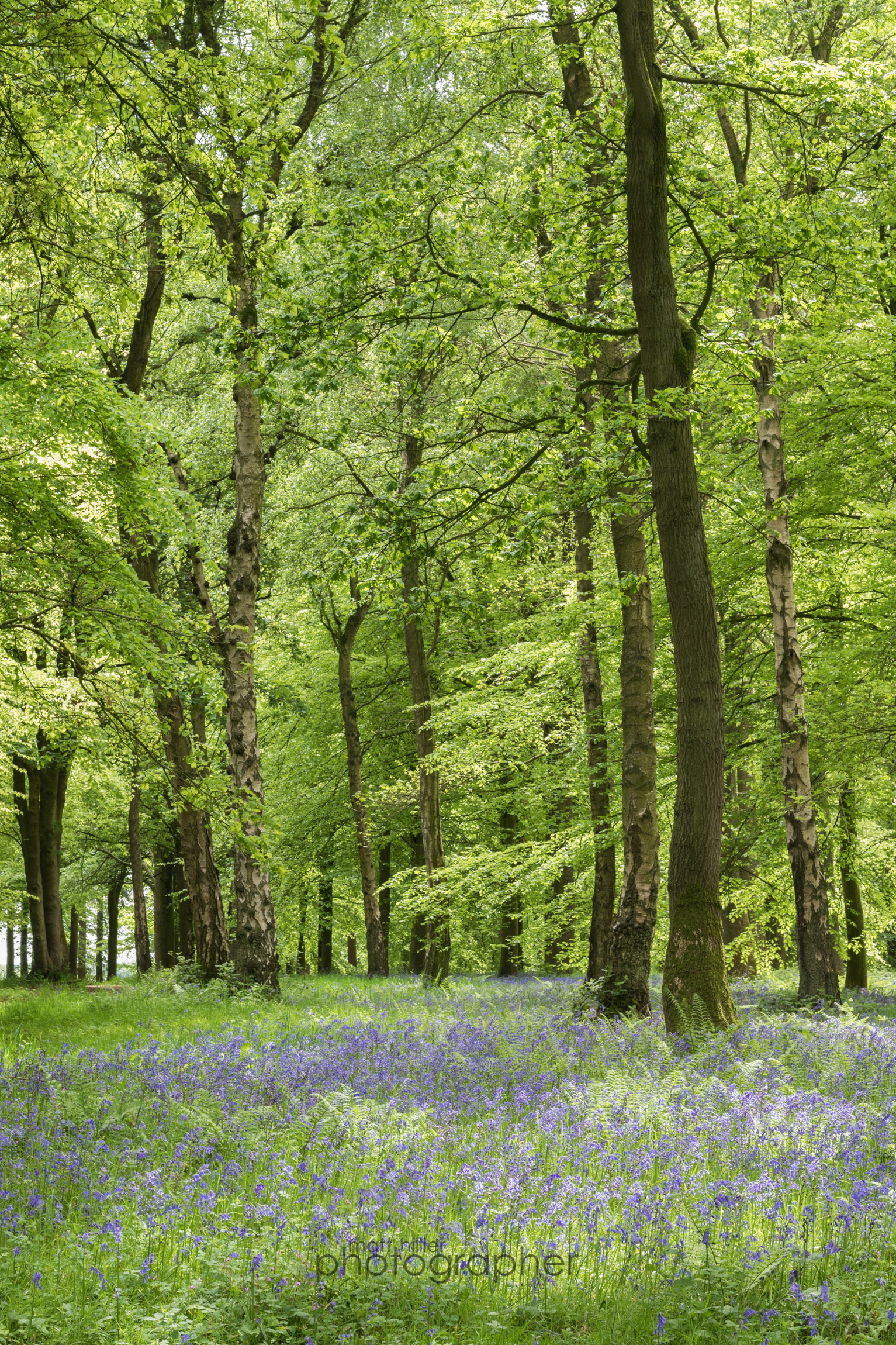 Bluebells on the Hovingahm Estate