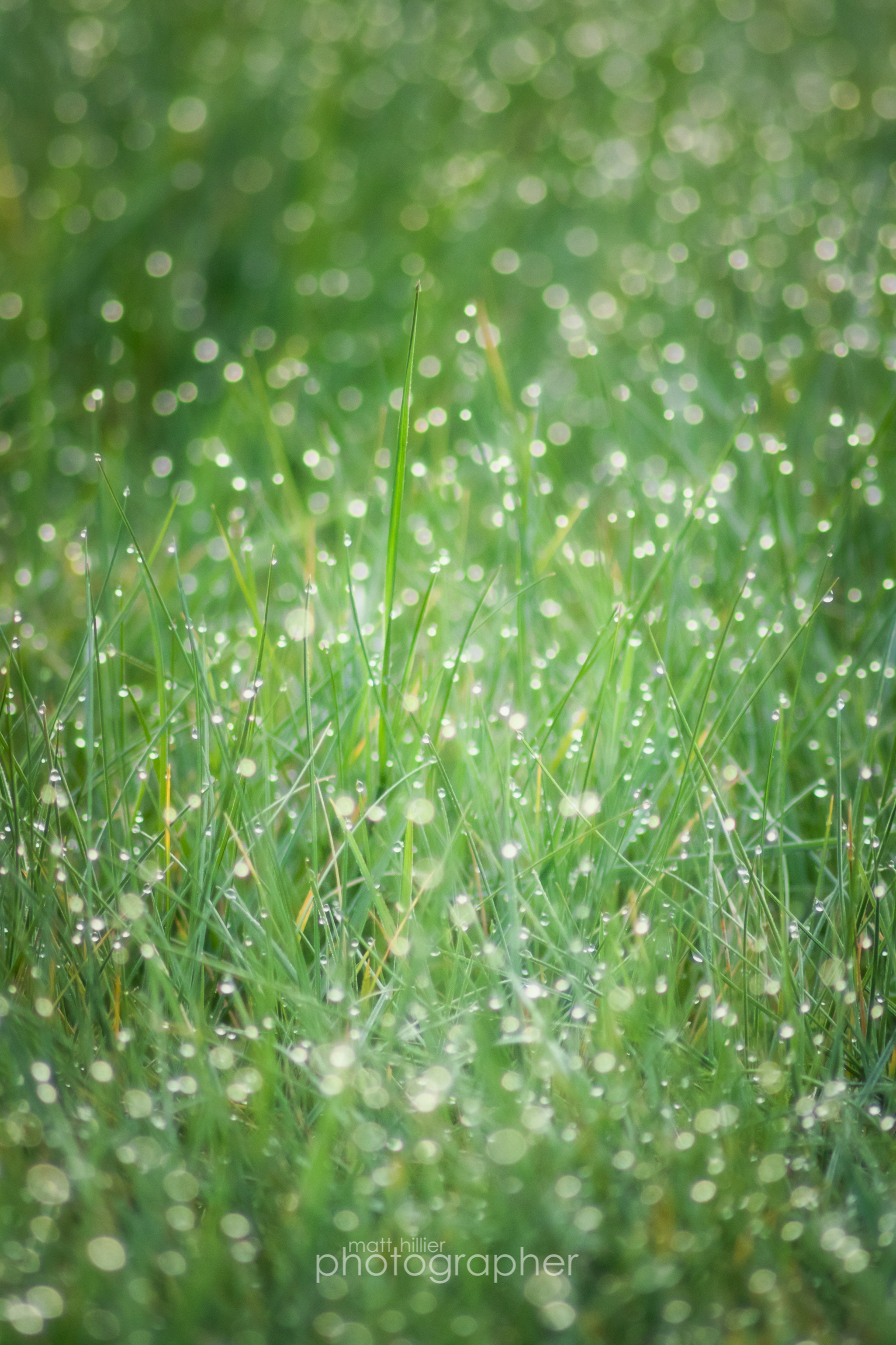 Morning Dew