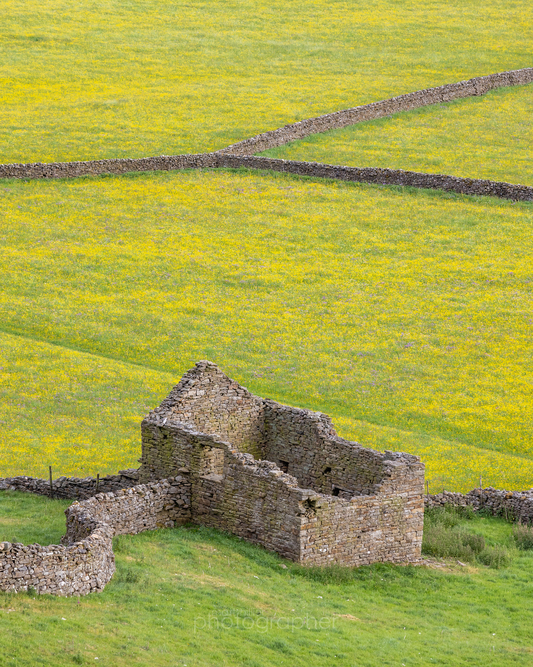 Components of a Hay Meadow, Gunnerside