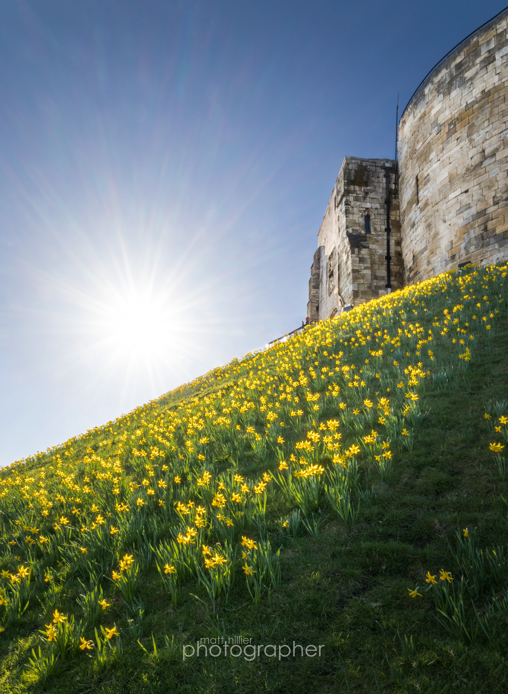 Sunburst Over Daffodils, Clifford's Tower