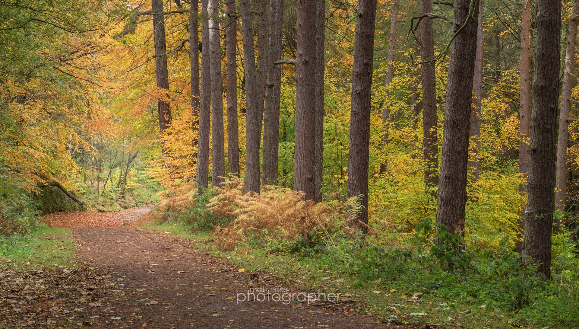 Autumn Trail, Wyming Brook