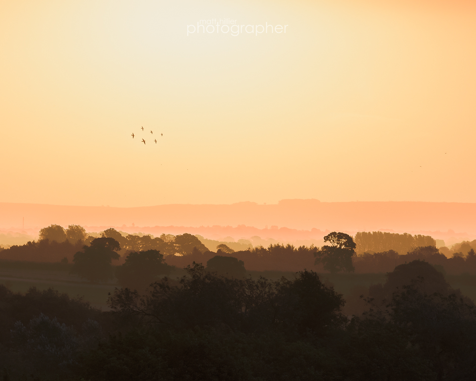 Golden Light, Birds in Flight