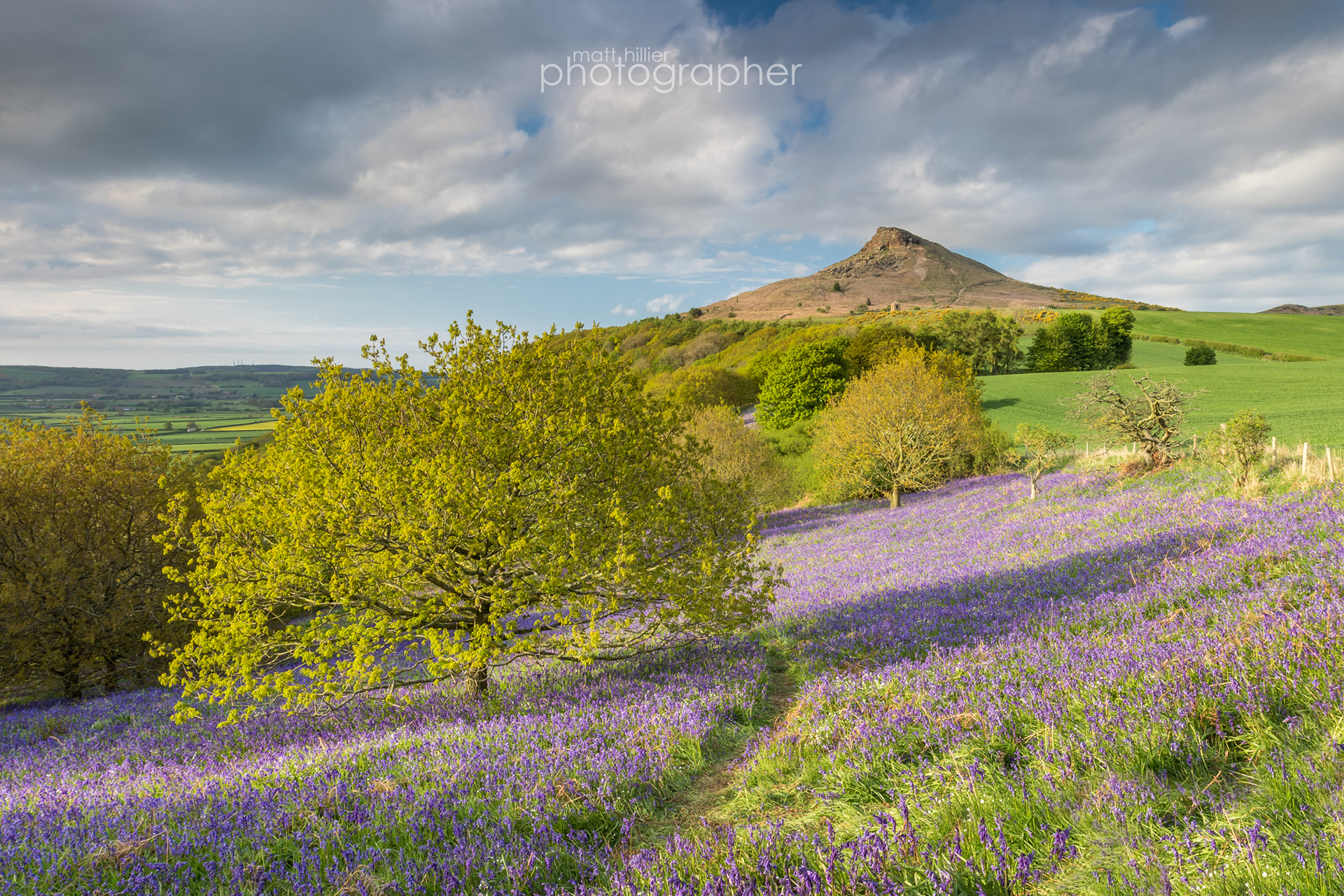 Bluebells at Roseberry Topping
