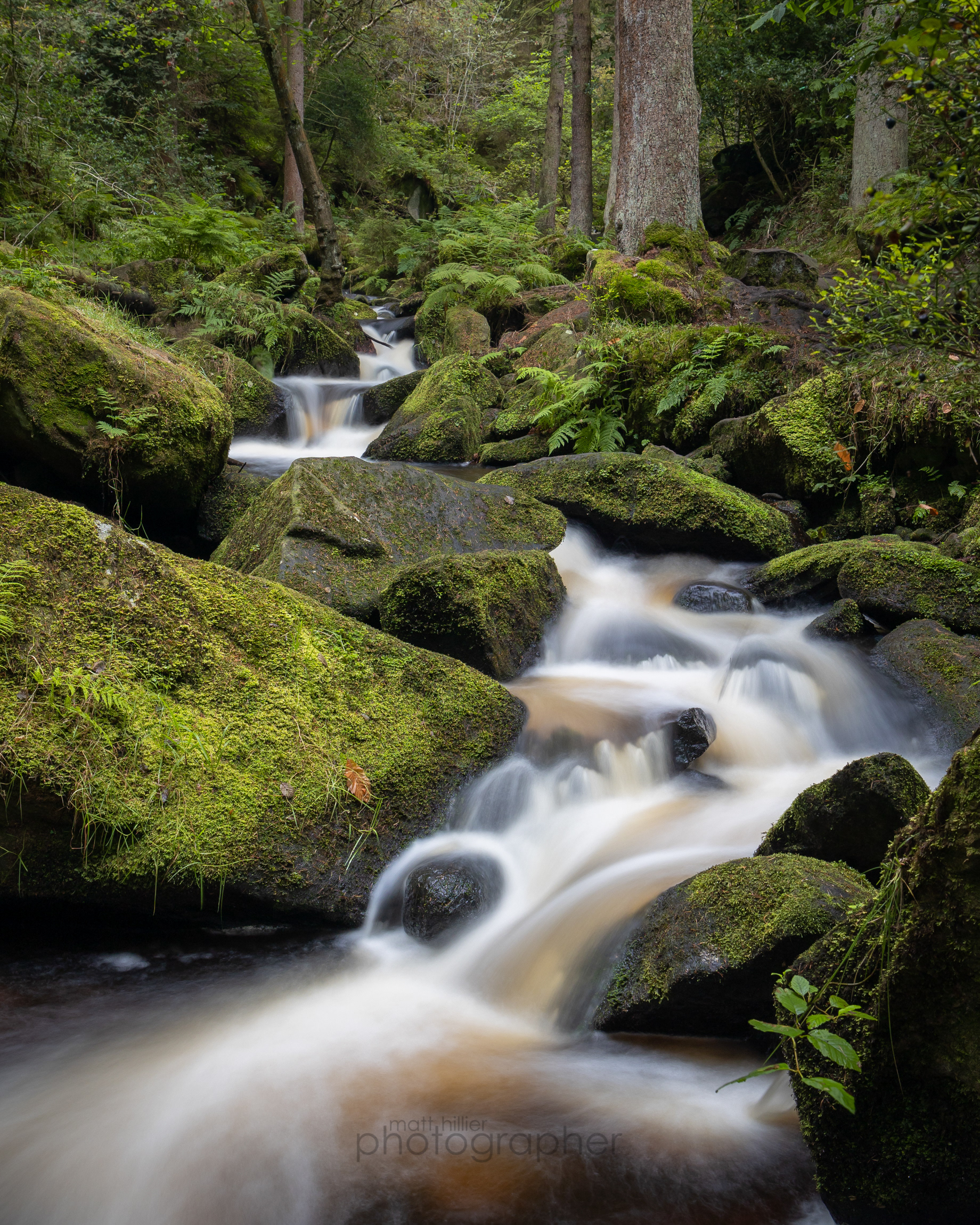 The Greenery of Wyming Brook