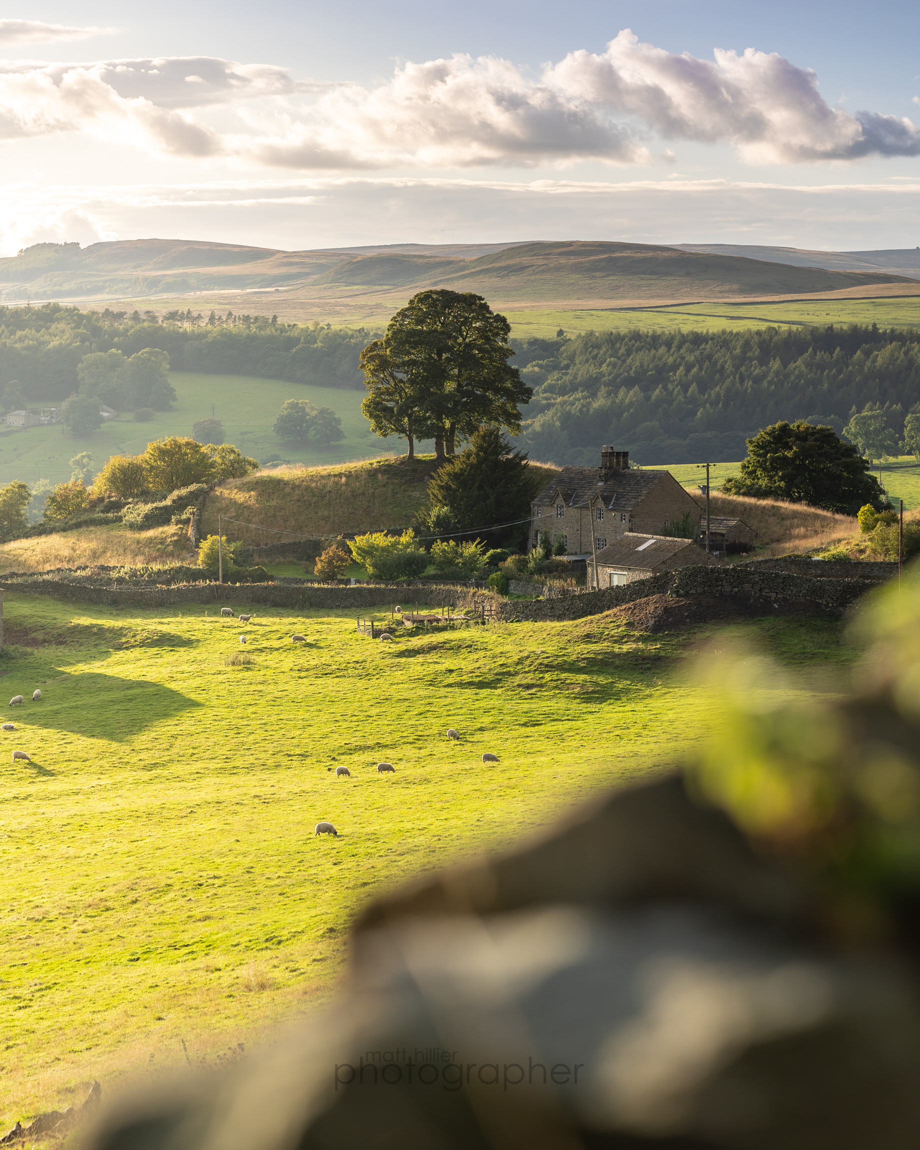 Sheltering, Bolton Abbey Estate