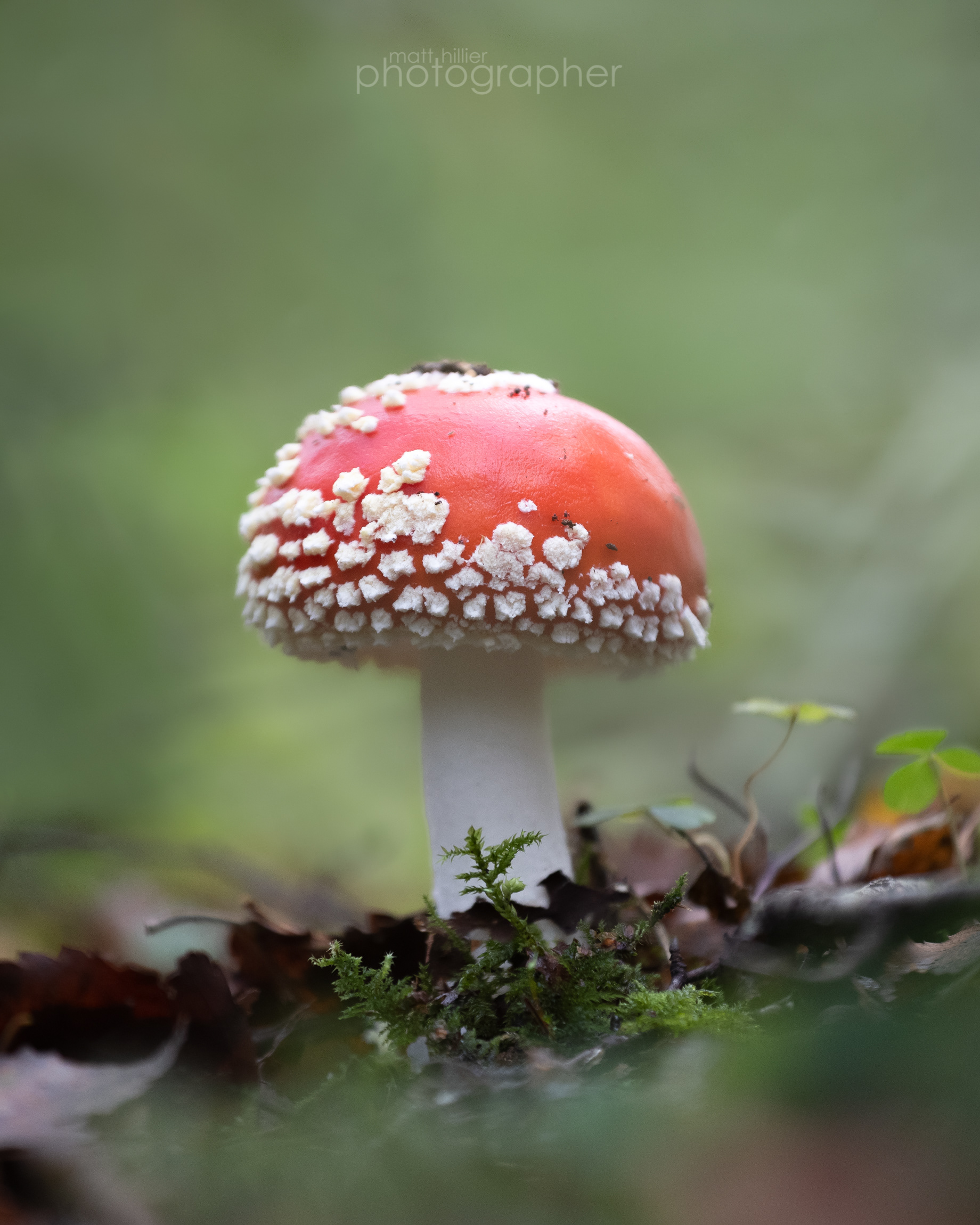 Fly Agaric
