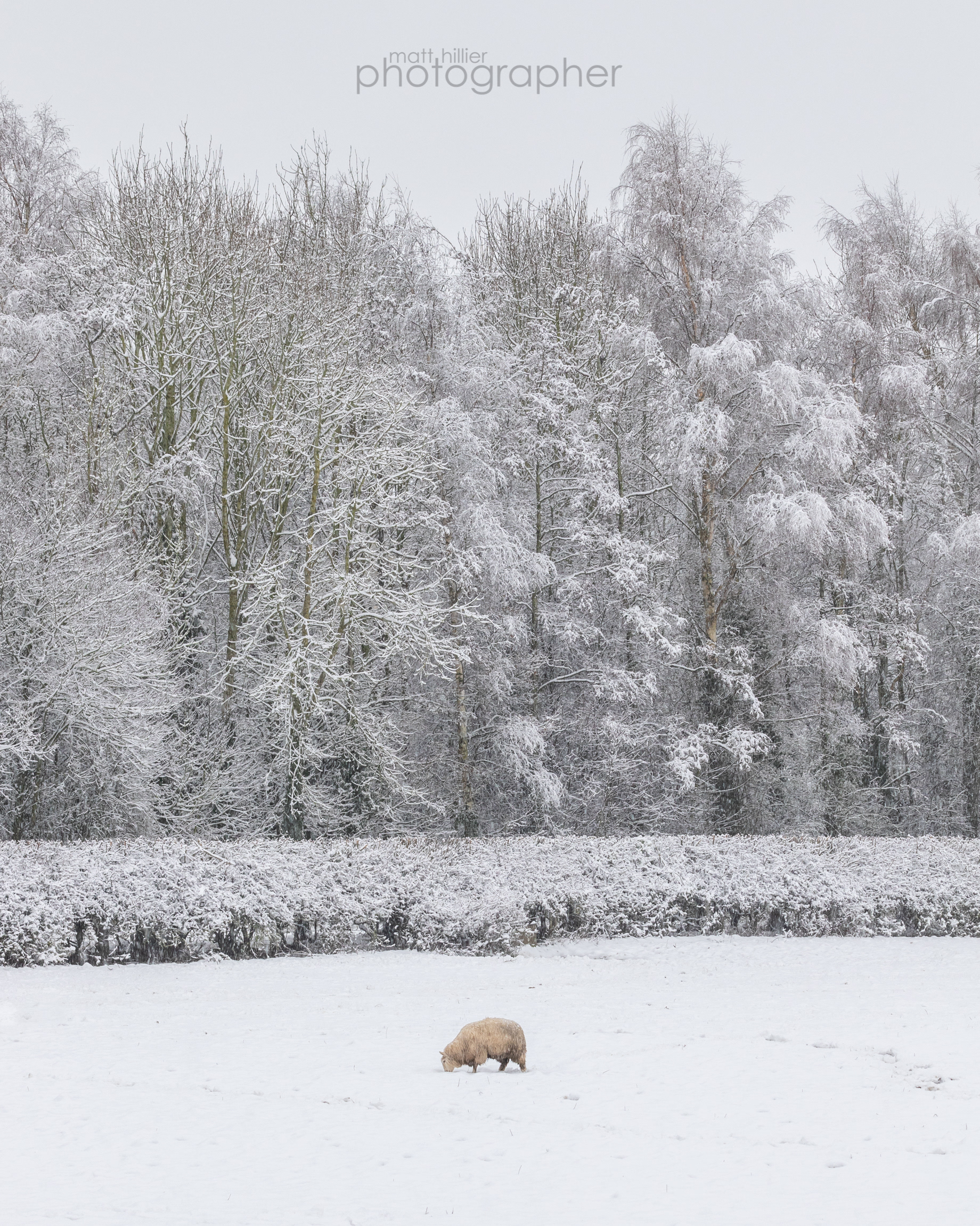 A Sheep in the Snow